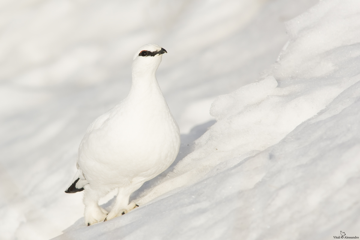 Ptarmigan