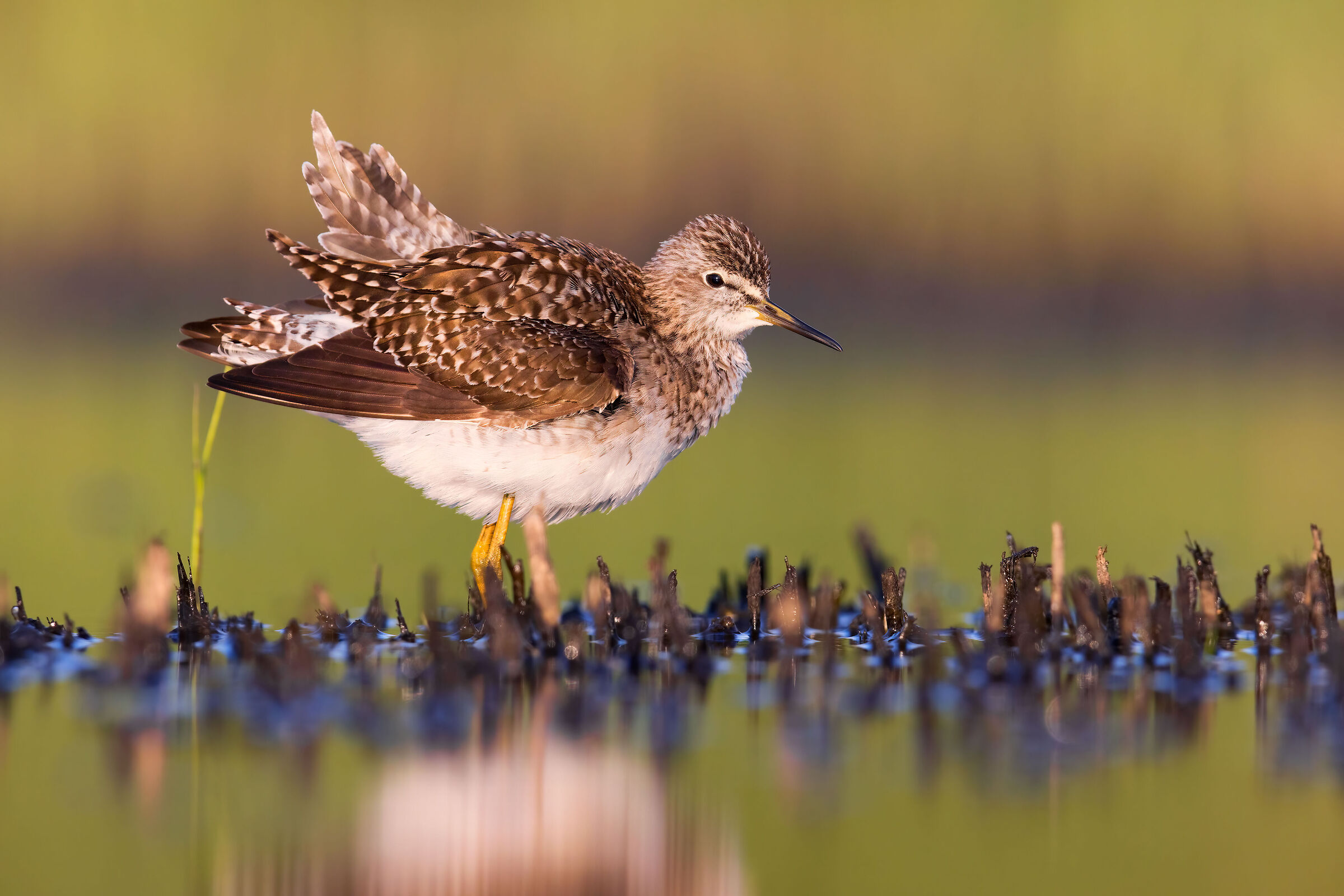 Piro Piro Boschereccio