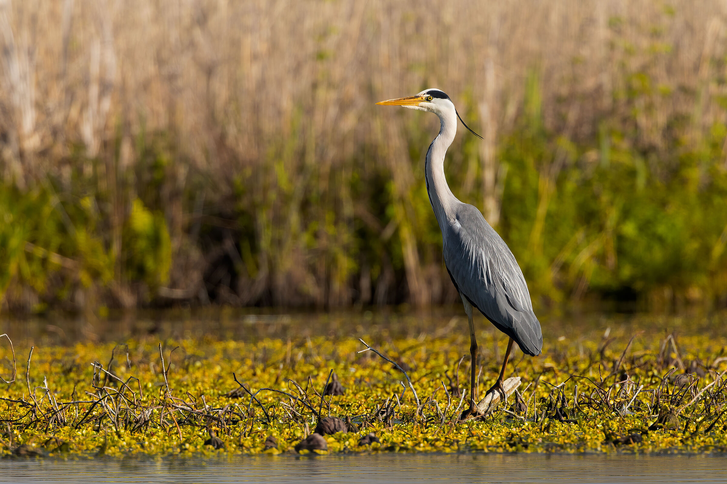 Incontri nel Parco del Mincio 2022