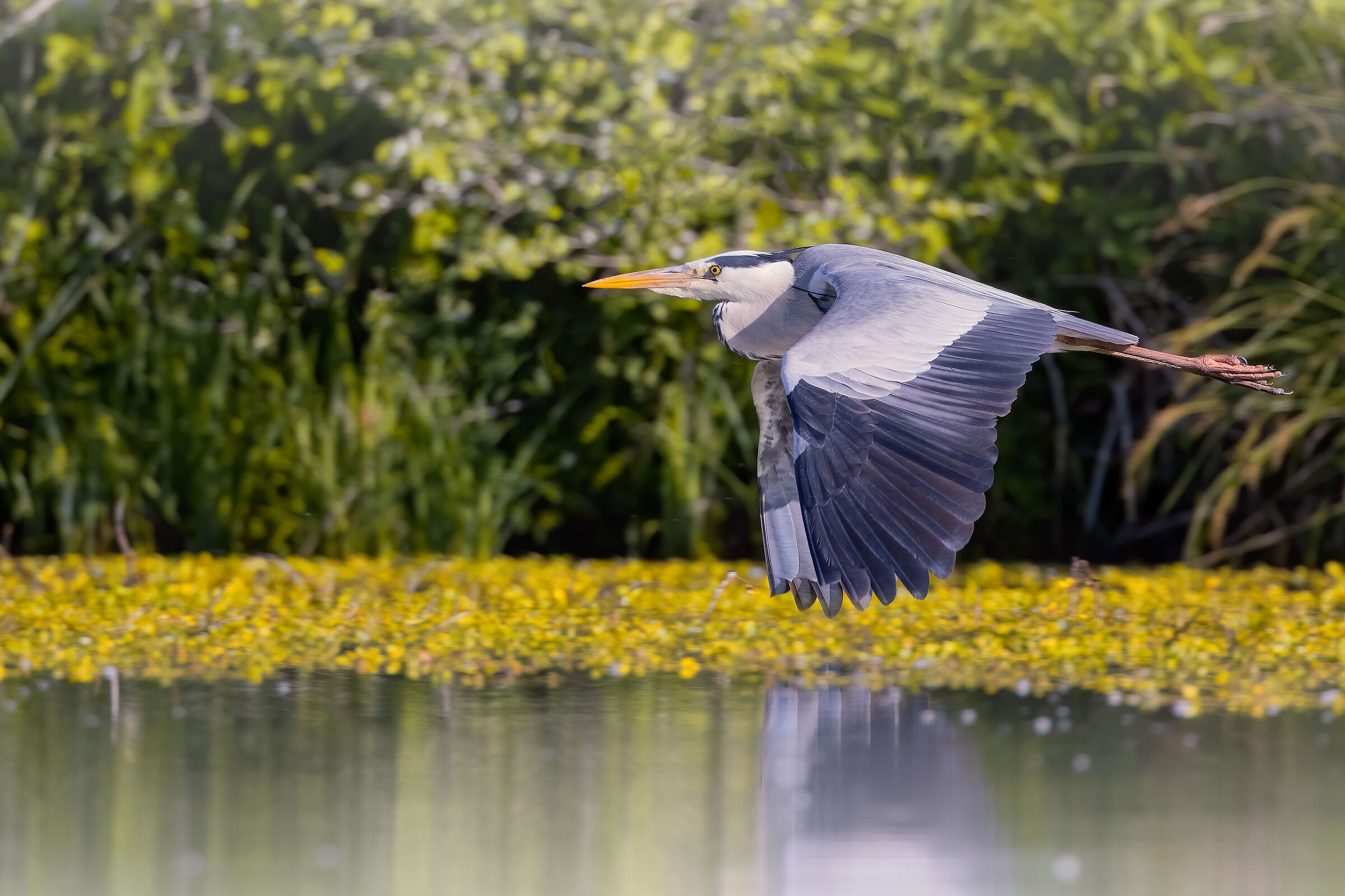 Incontri nel Parco del Mincio (mn)