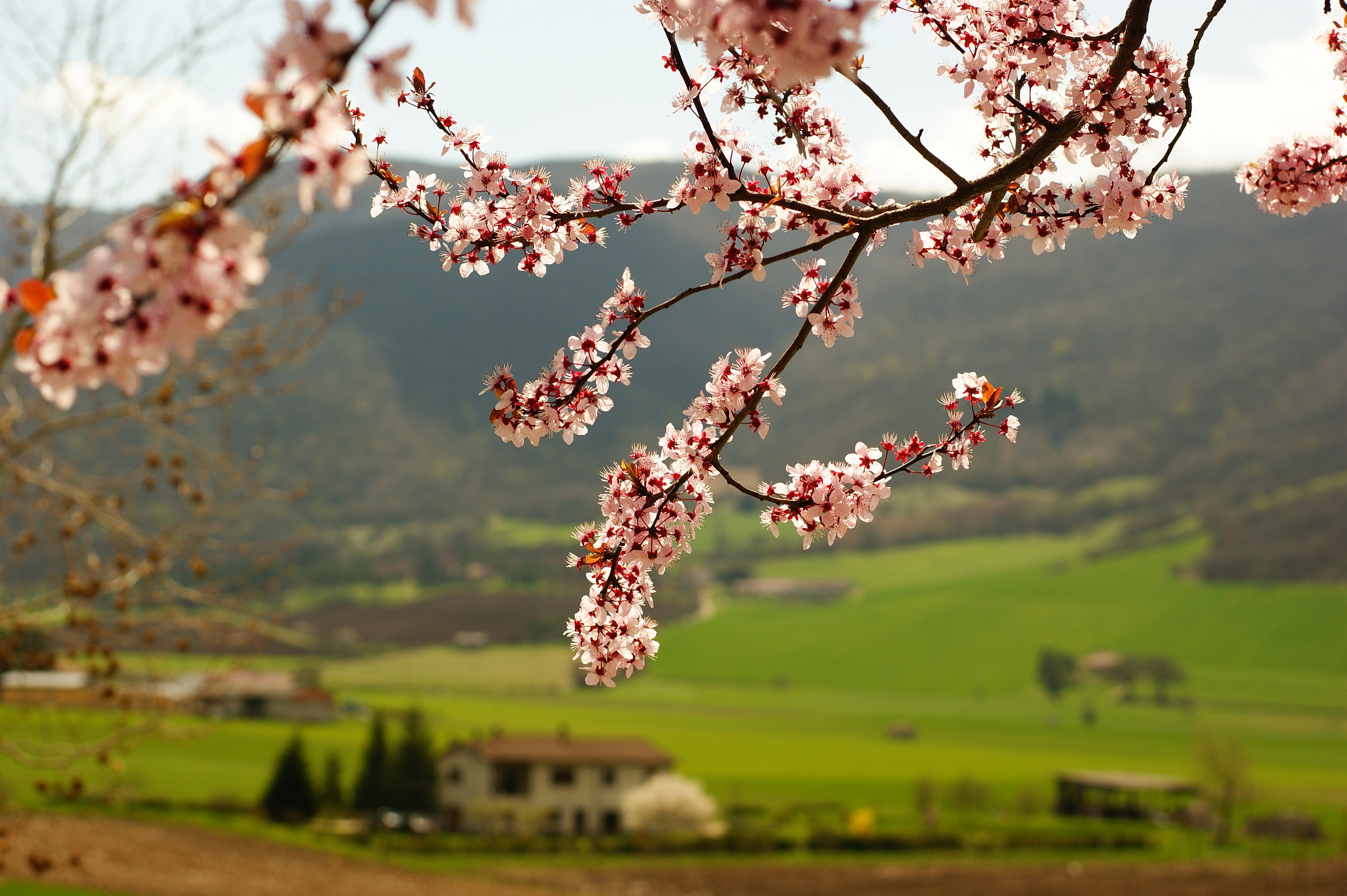 i'm officcialy a flower...a spring one