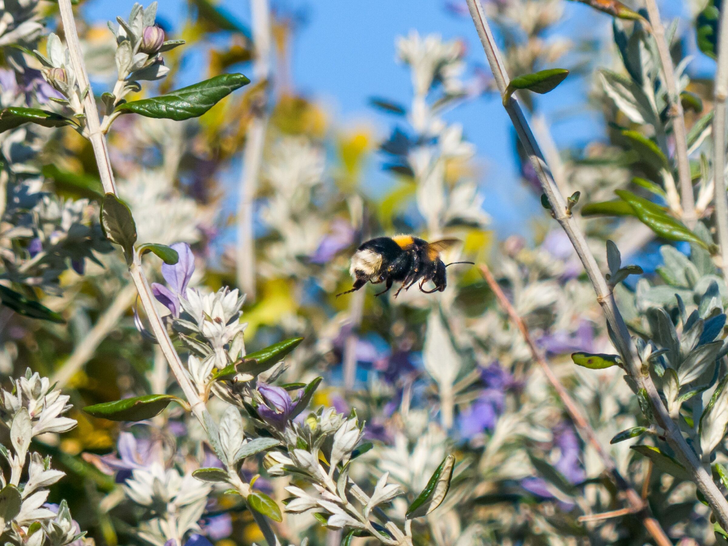 Bombo: cercasi polline