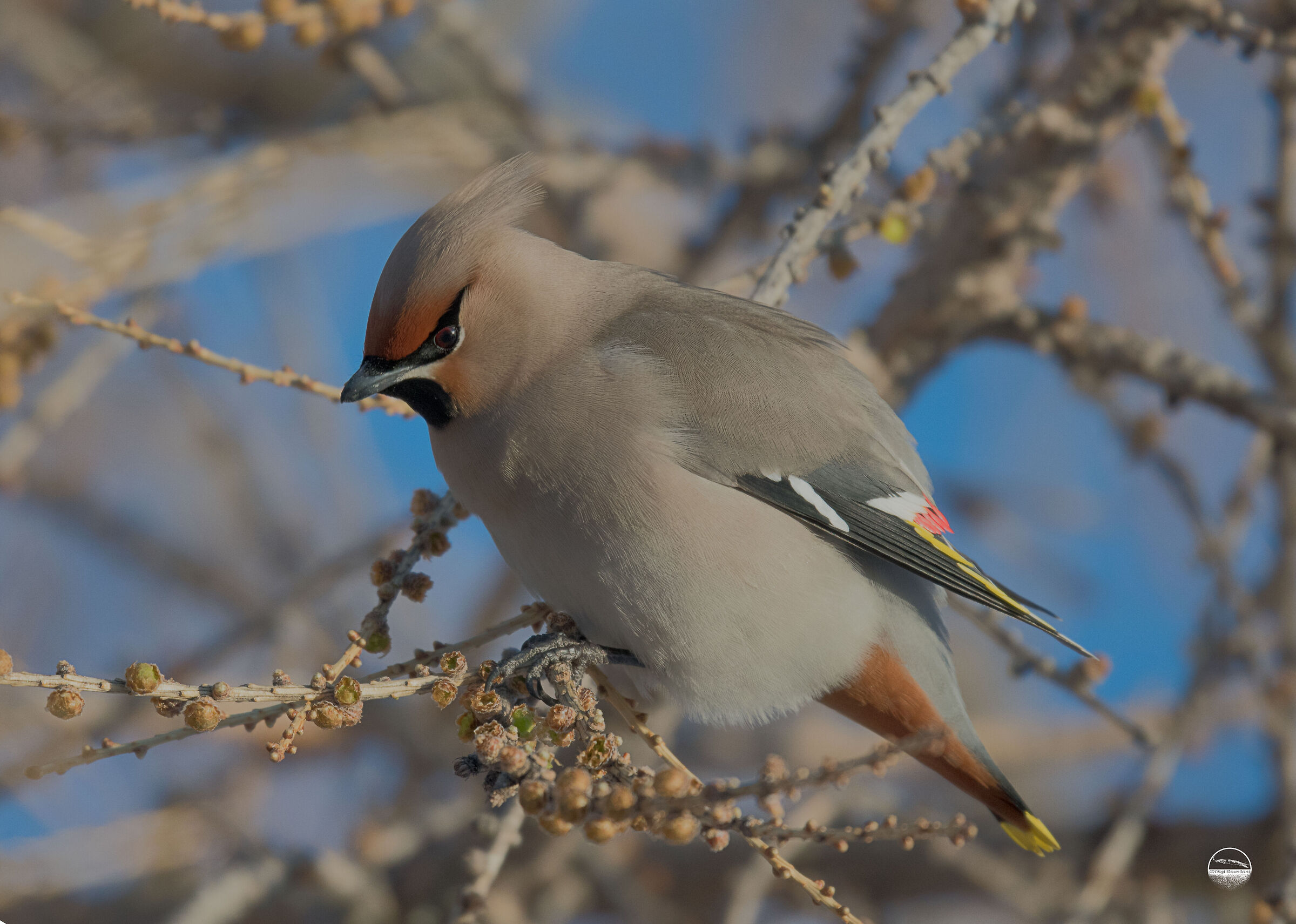 Bohemian waxwing
