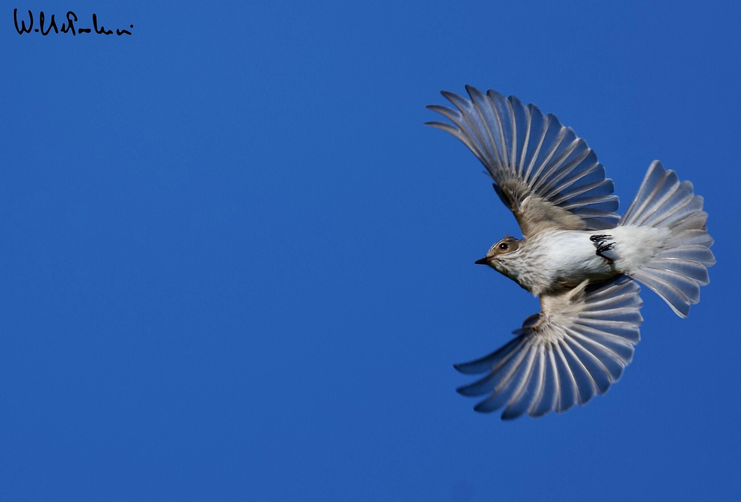 Flycatcher 2