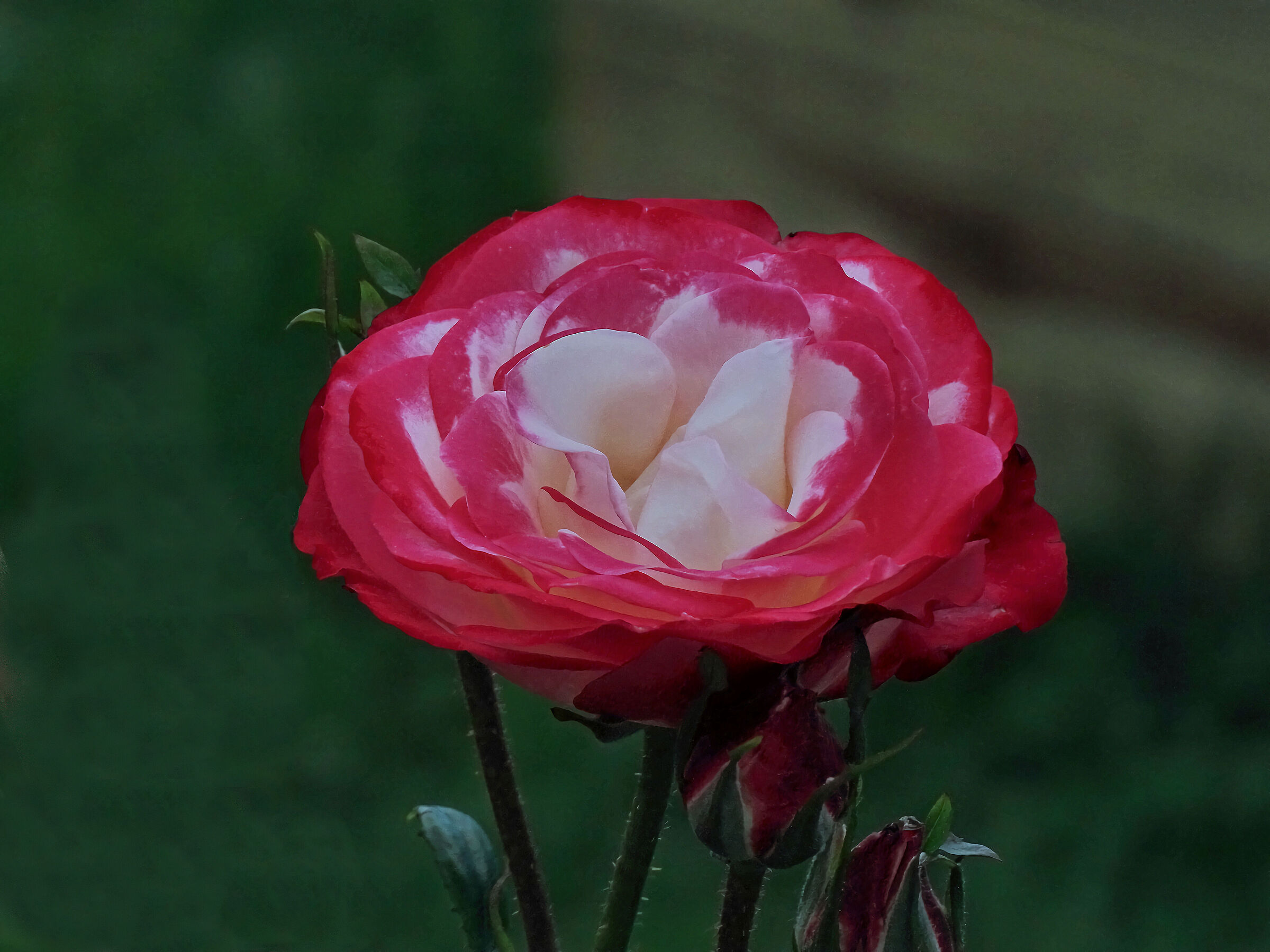 EUROFLORA - The Rose of Genoa