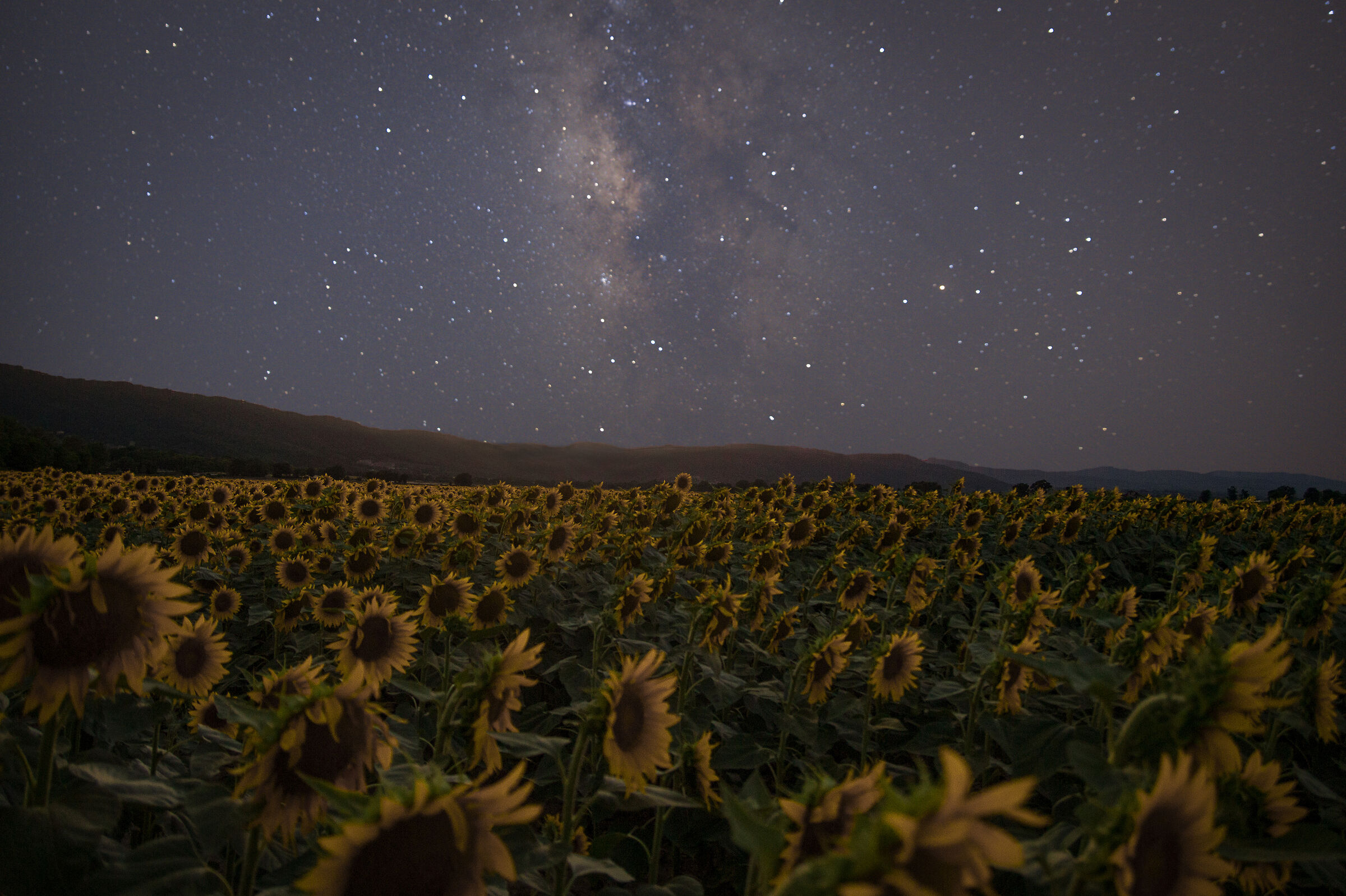 centro galattico su campo di girasoli