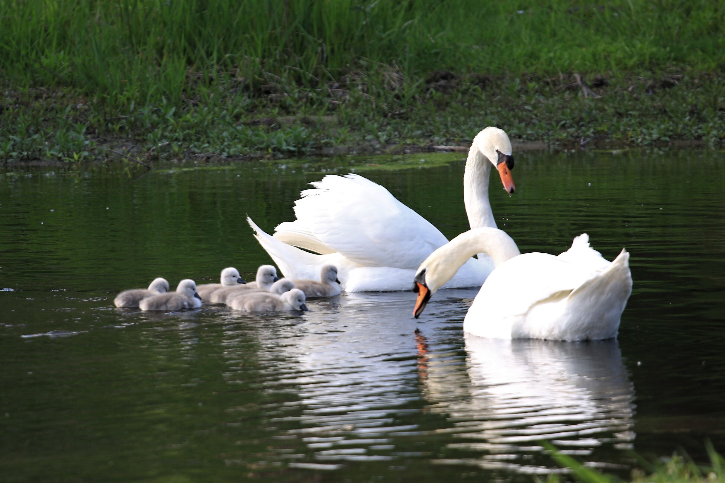 happy family