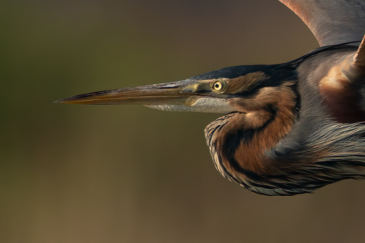 Purple heron