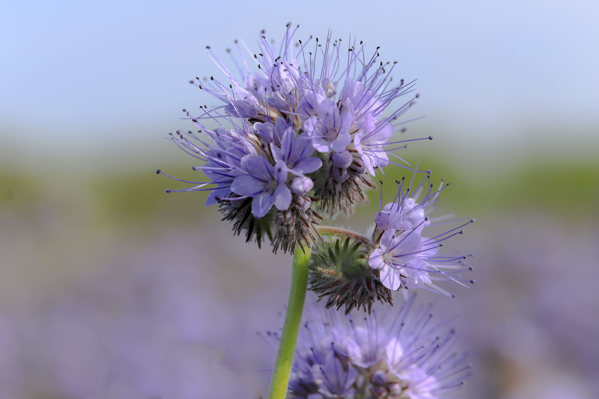 Fior di Phacelia