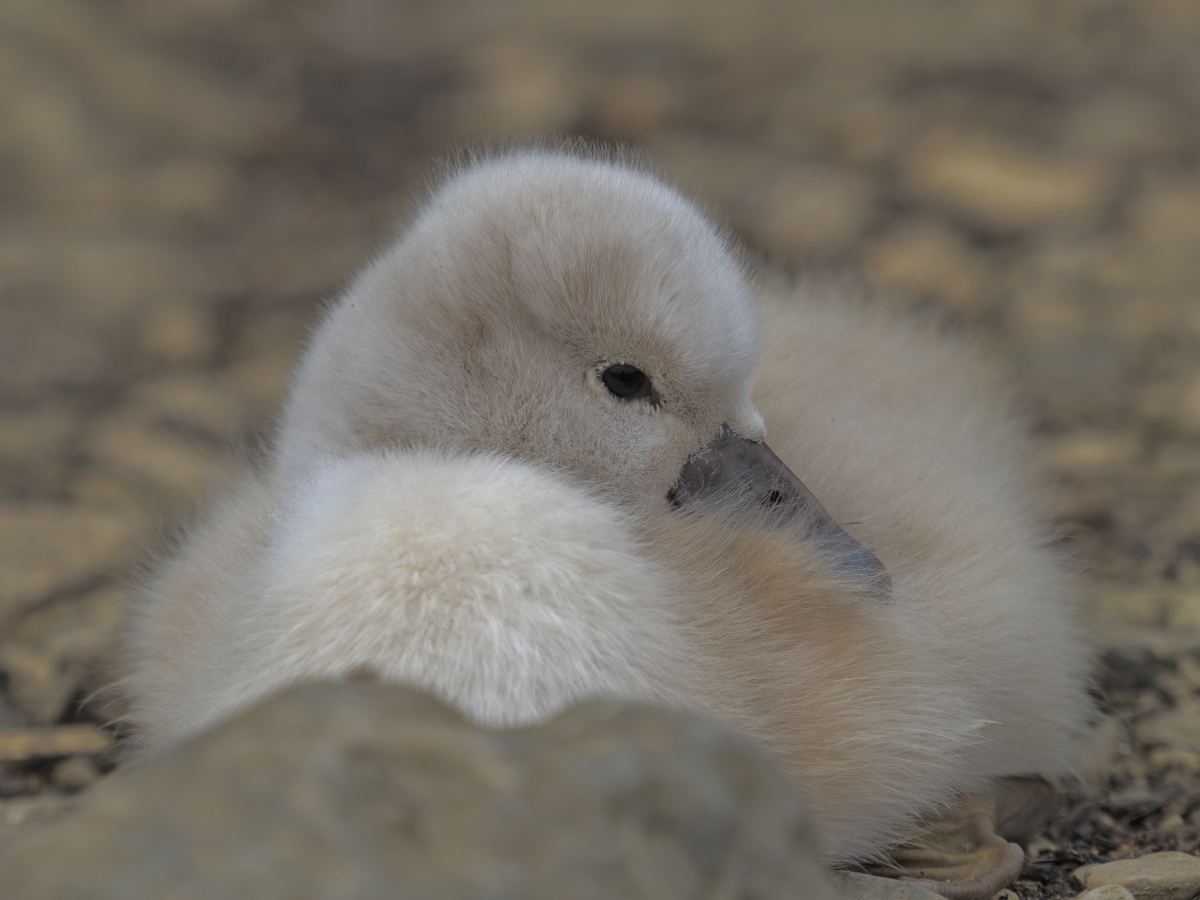 Swan chick