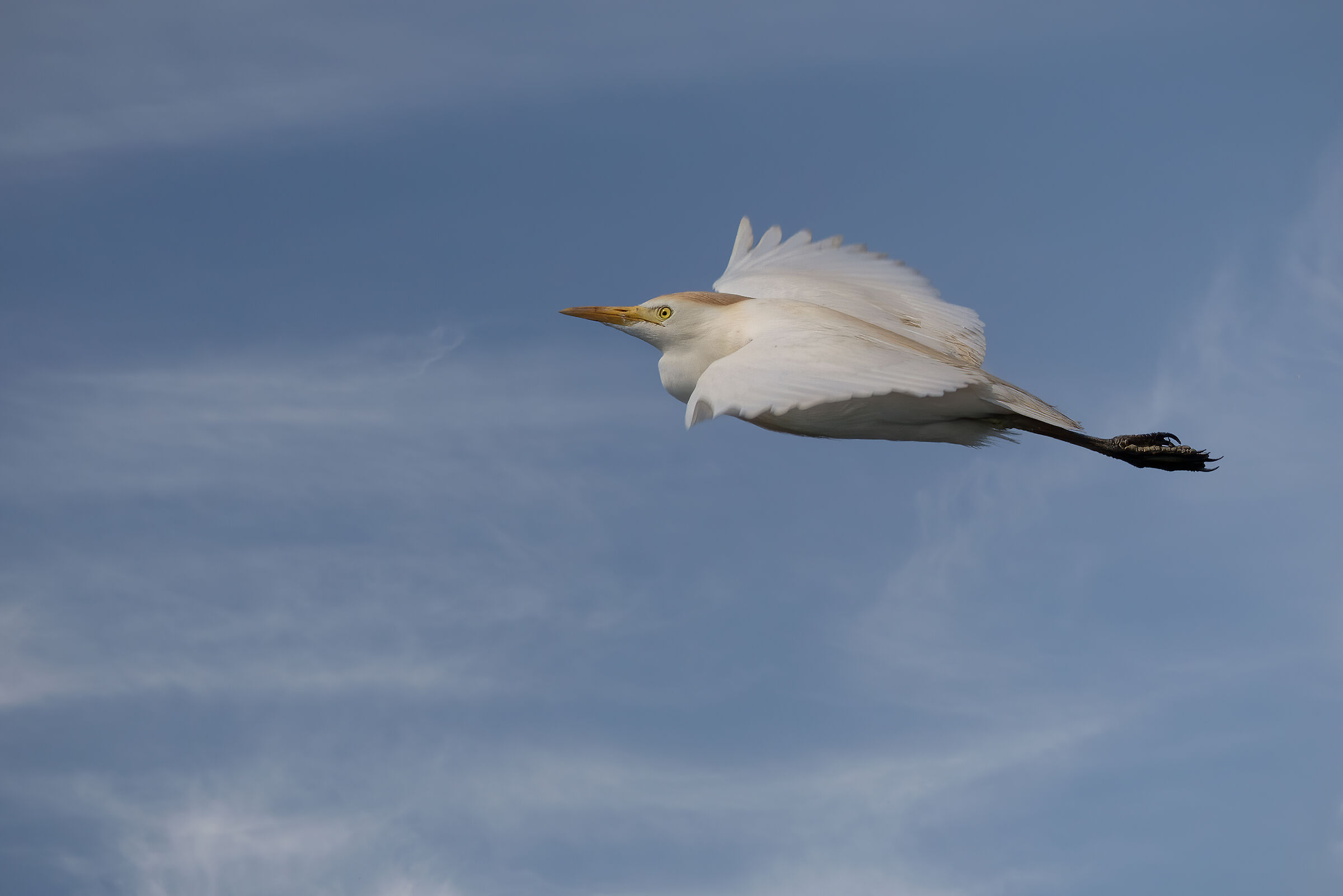 Incontri nel Parco del Mincio (mn)