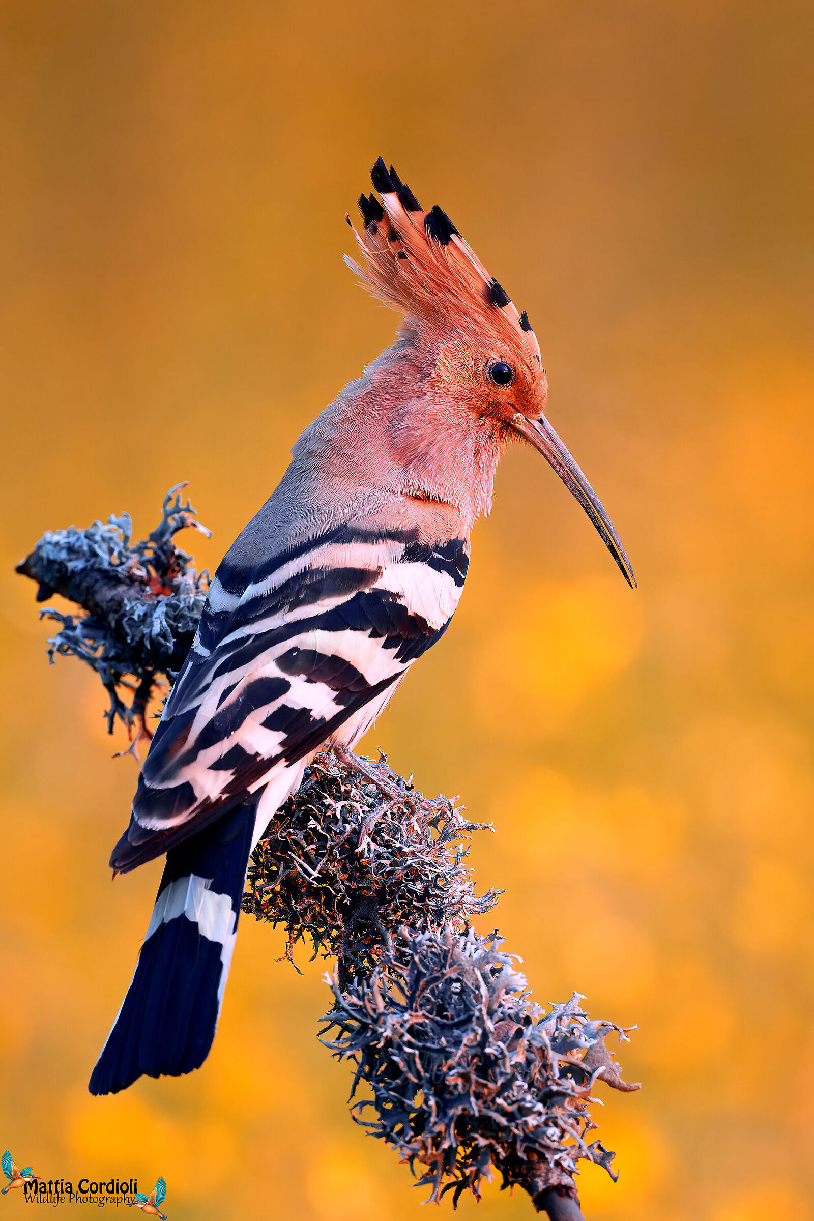 hoopoe at sunset