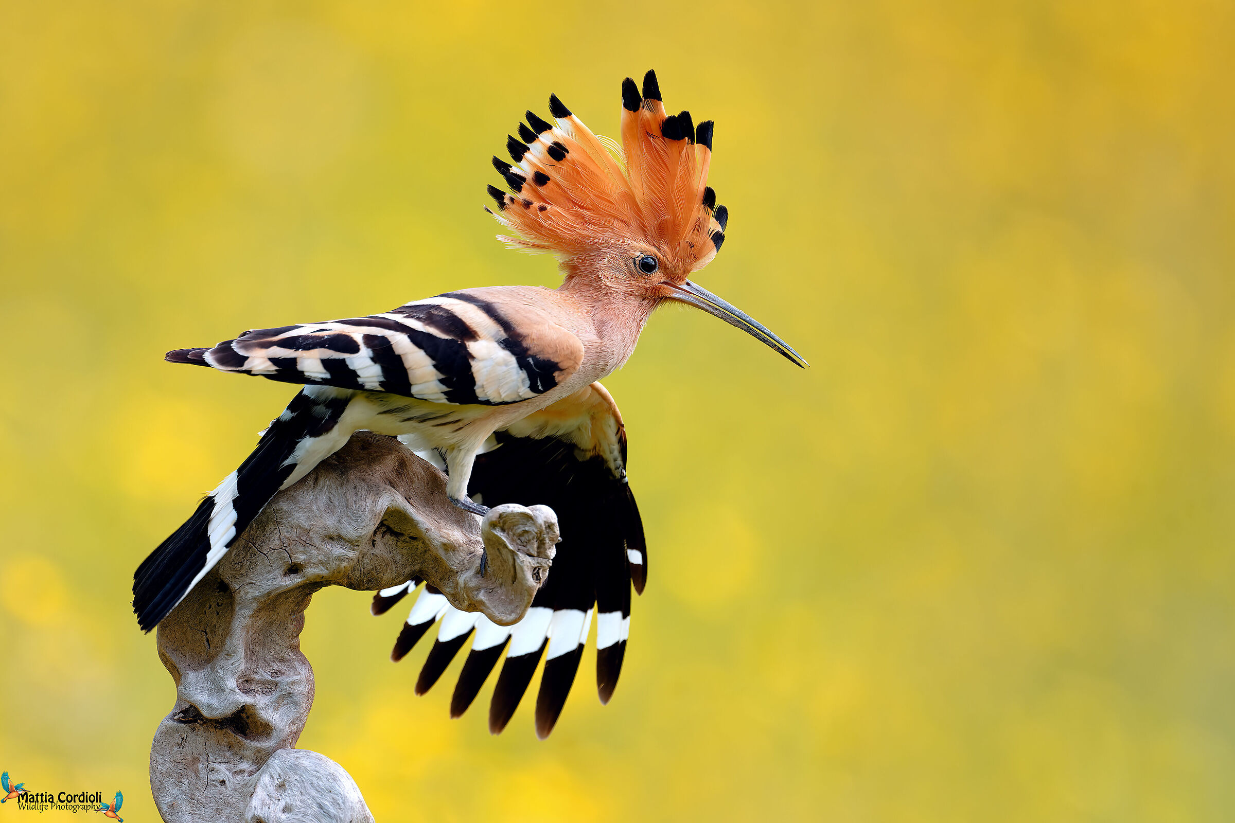 hoopoe
