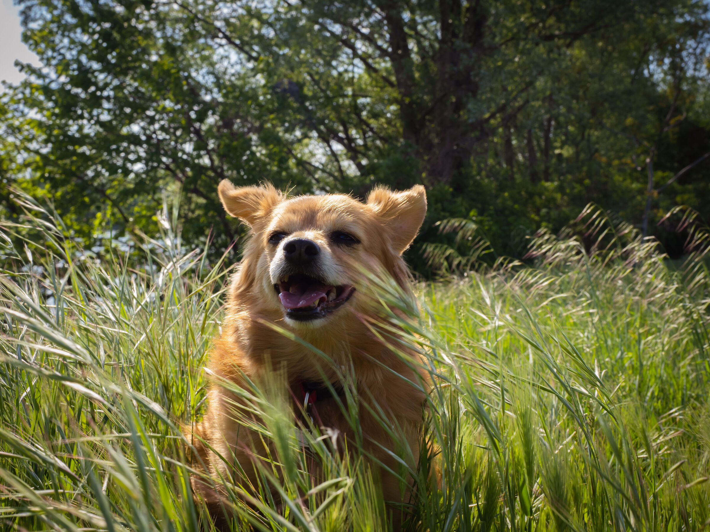 Dog in nature