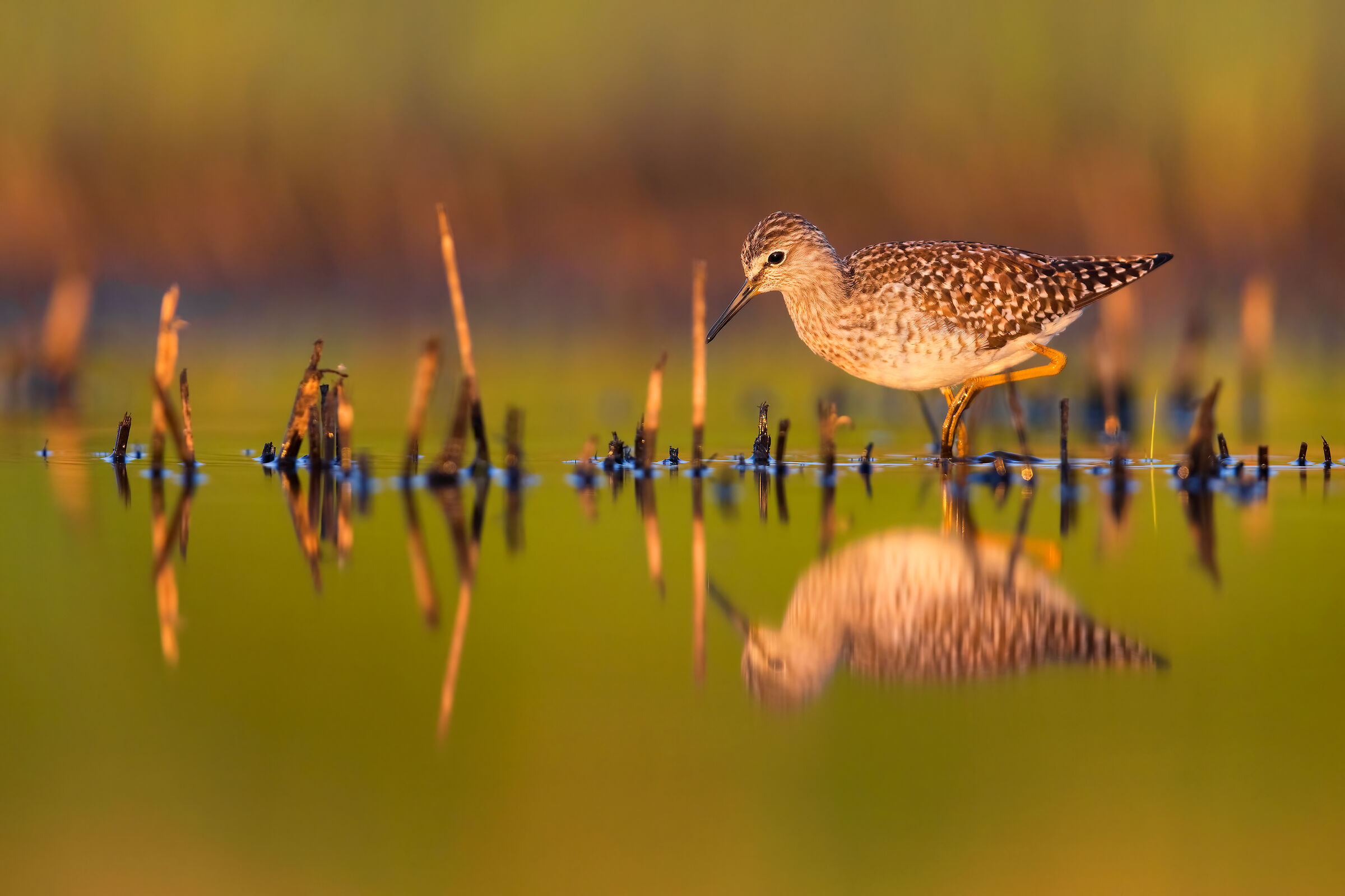 Piro Piro Boschereccio