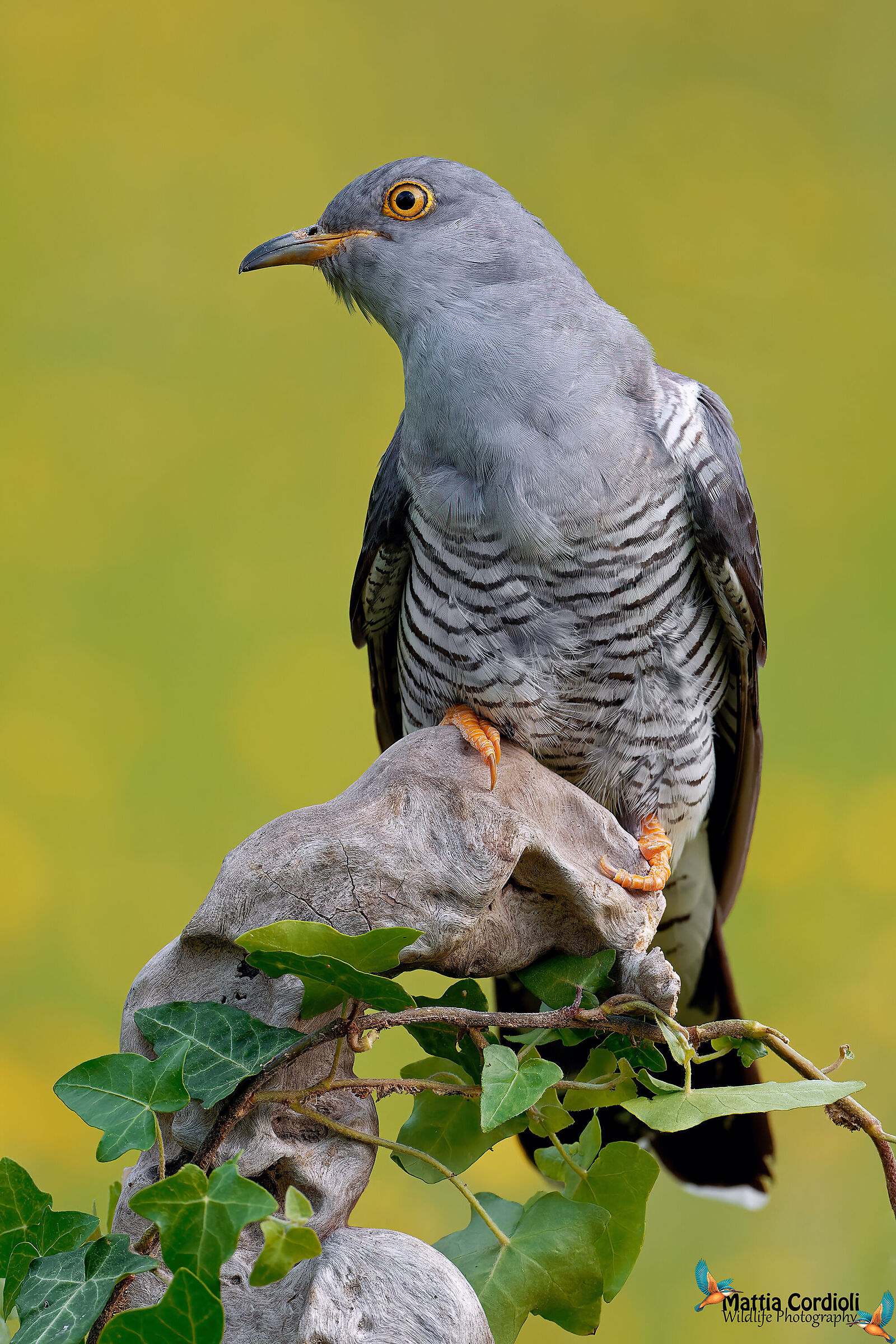 cuckoo