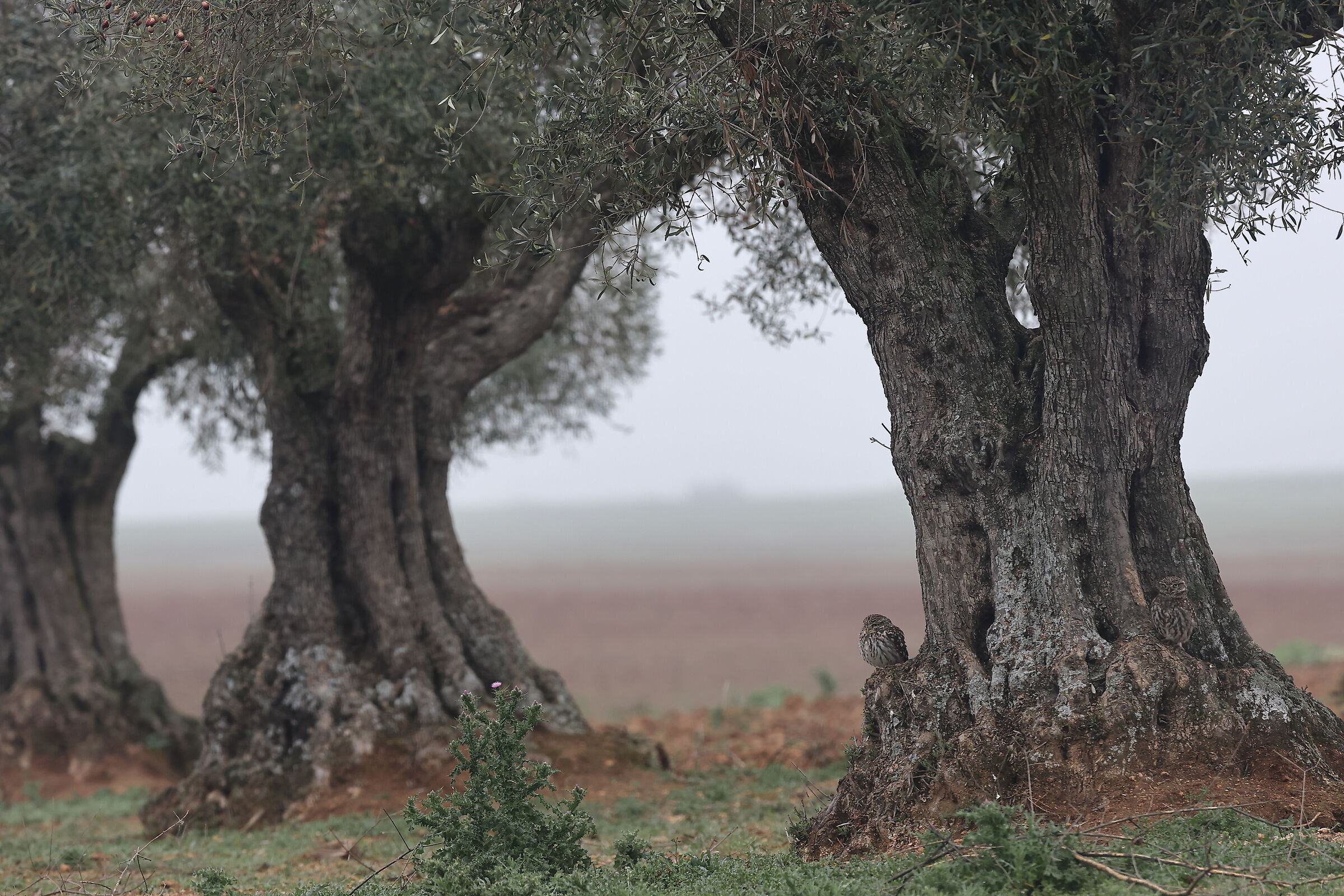 Civette ambientate tra gli ulivi