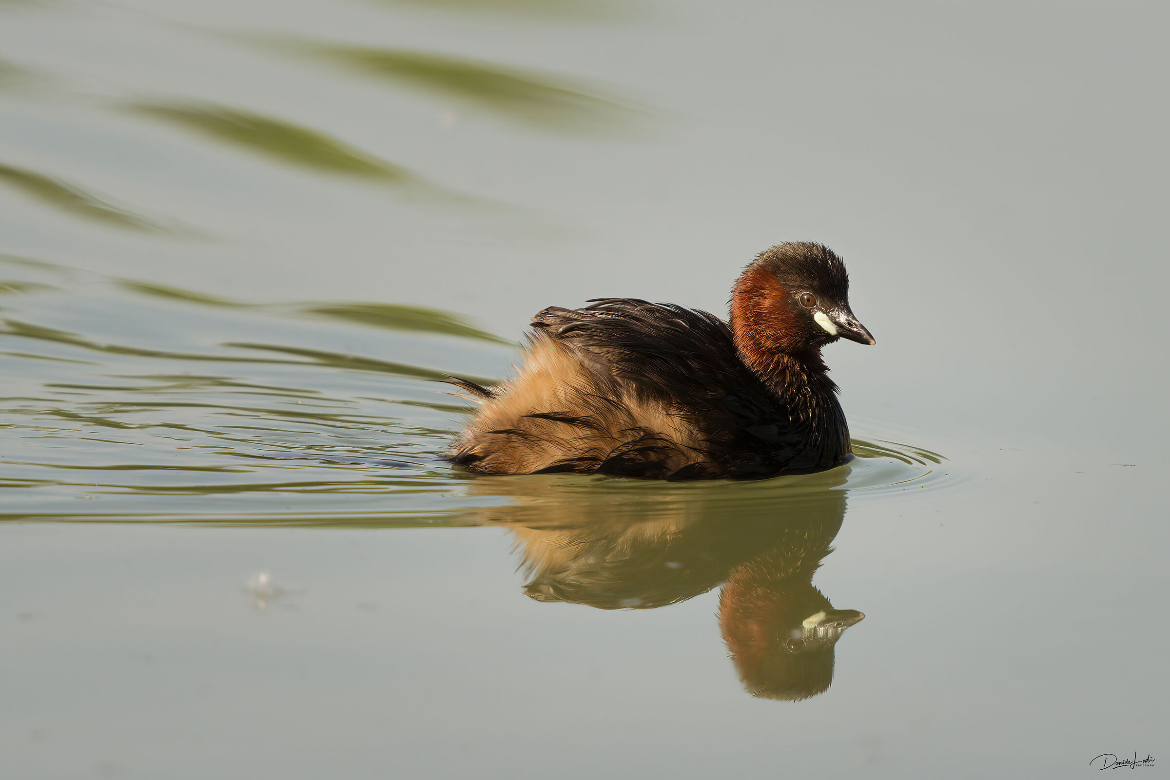 Dabchick
