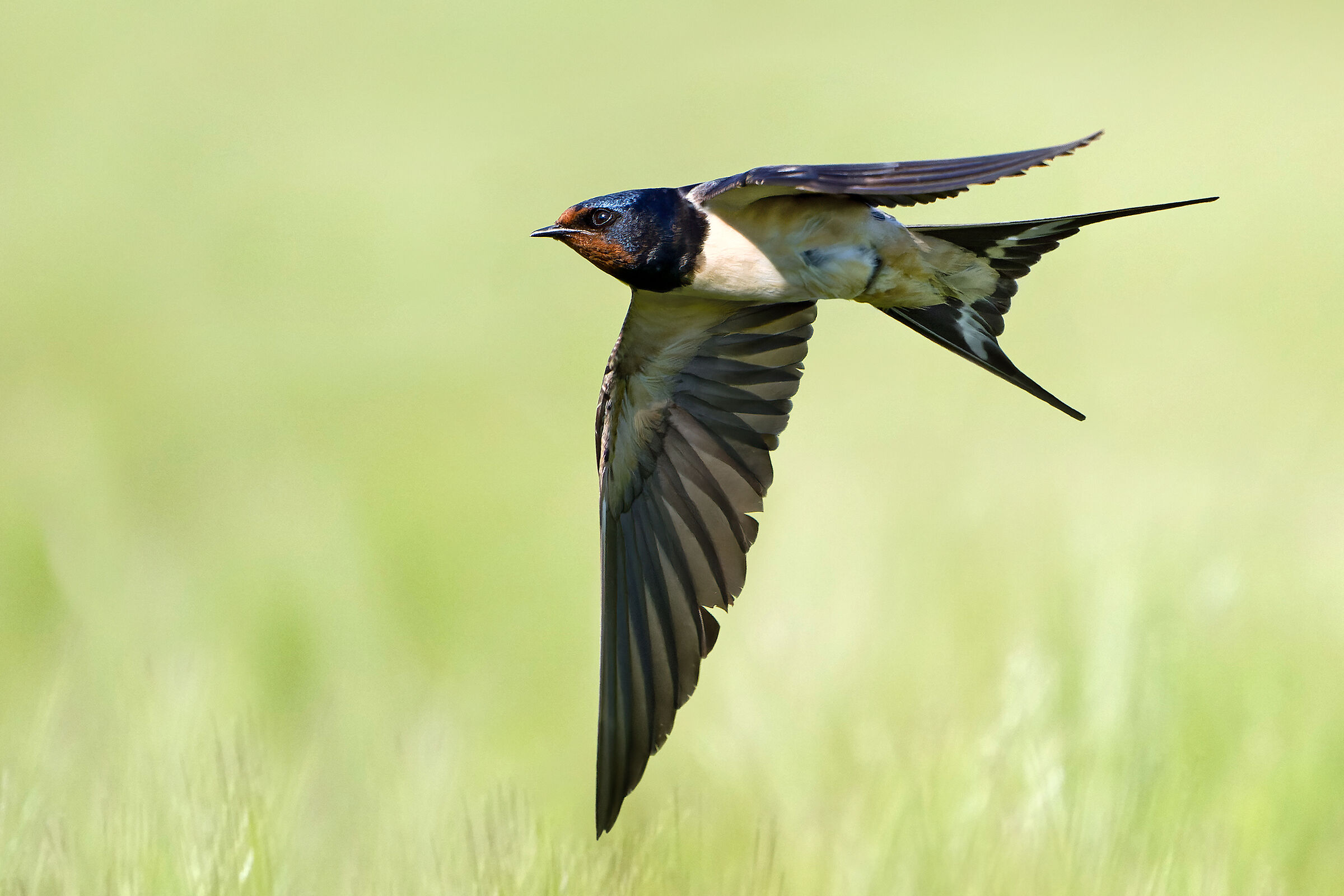 Swallow