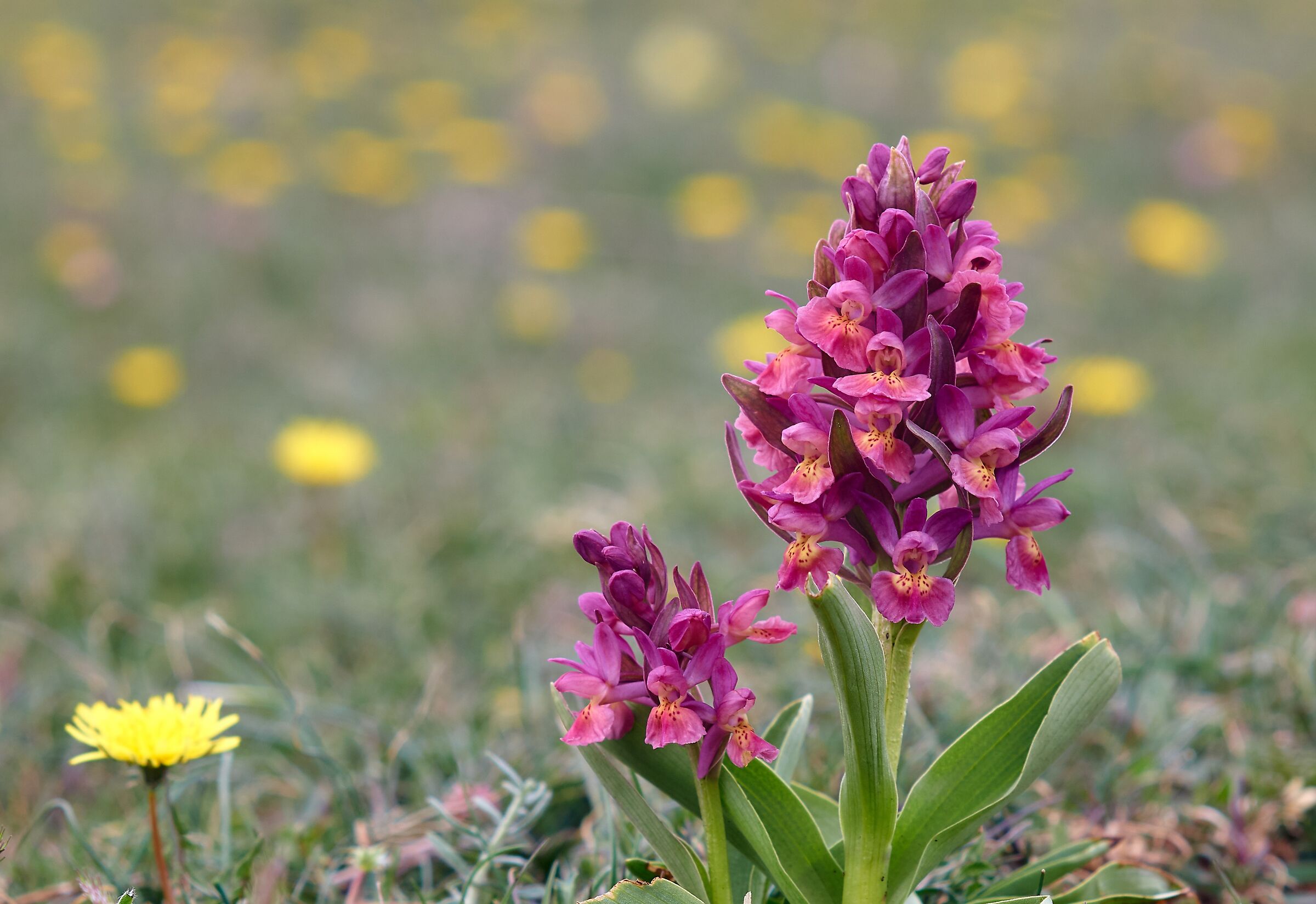 Dactylorhiza sambucina