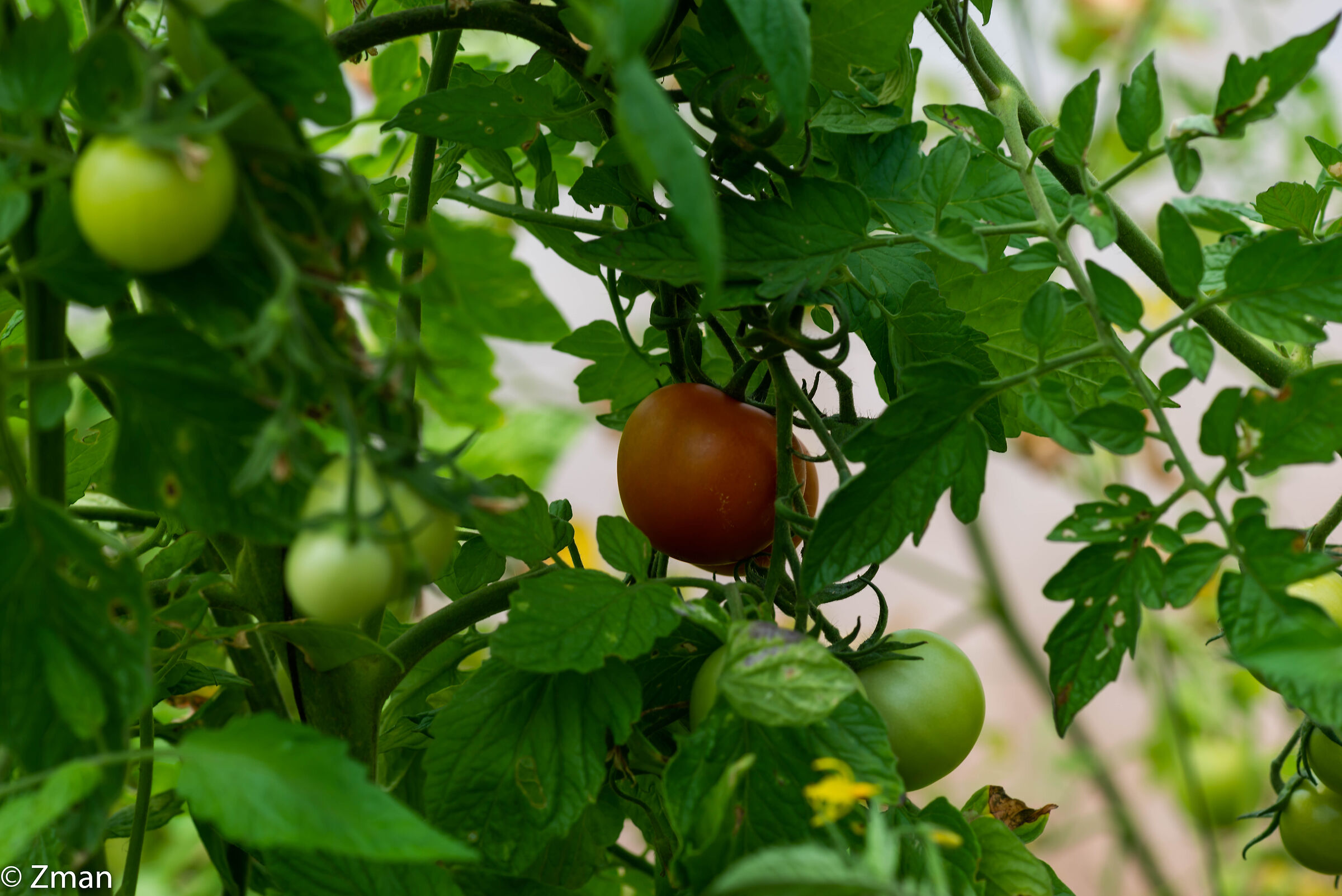 Tomatoes