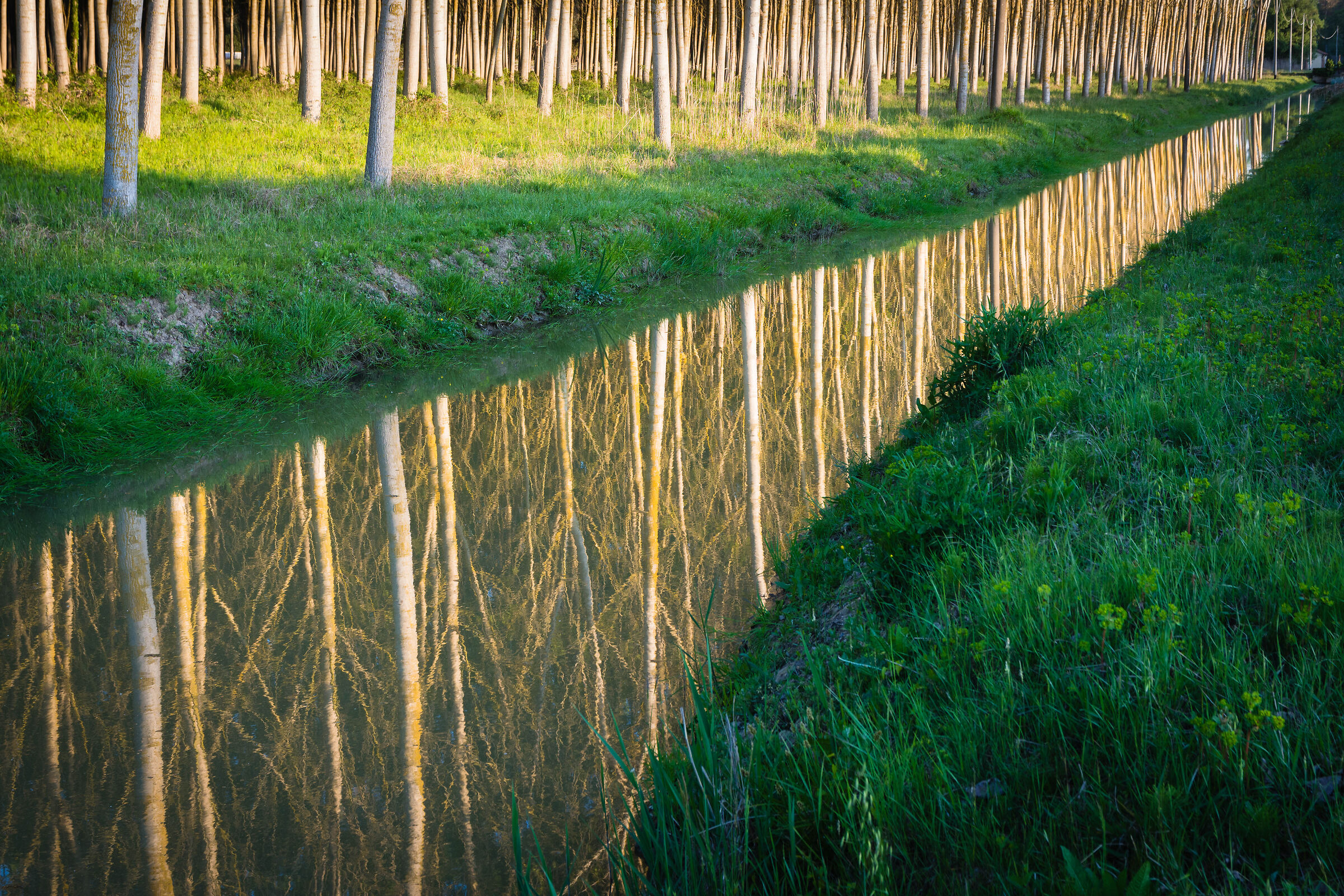 Spring reflections 2