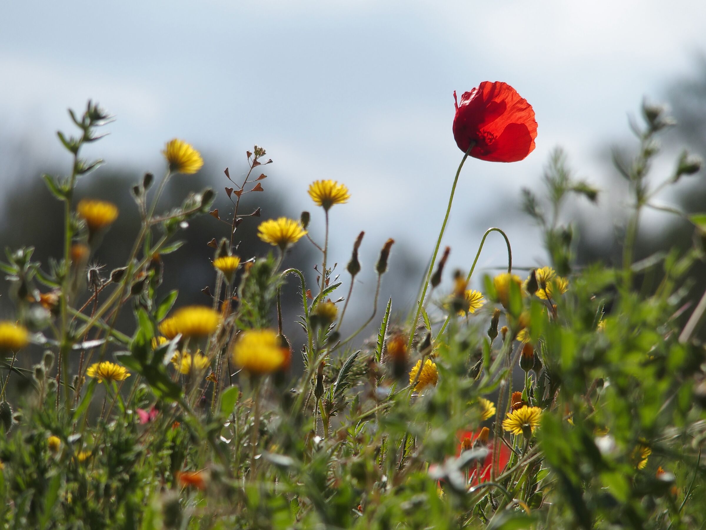 Fiore