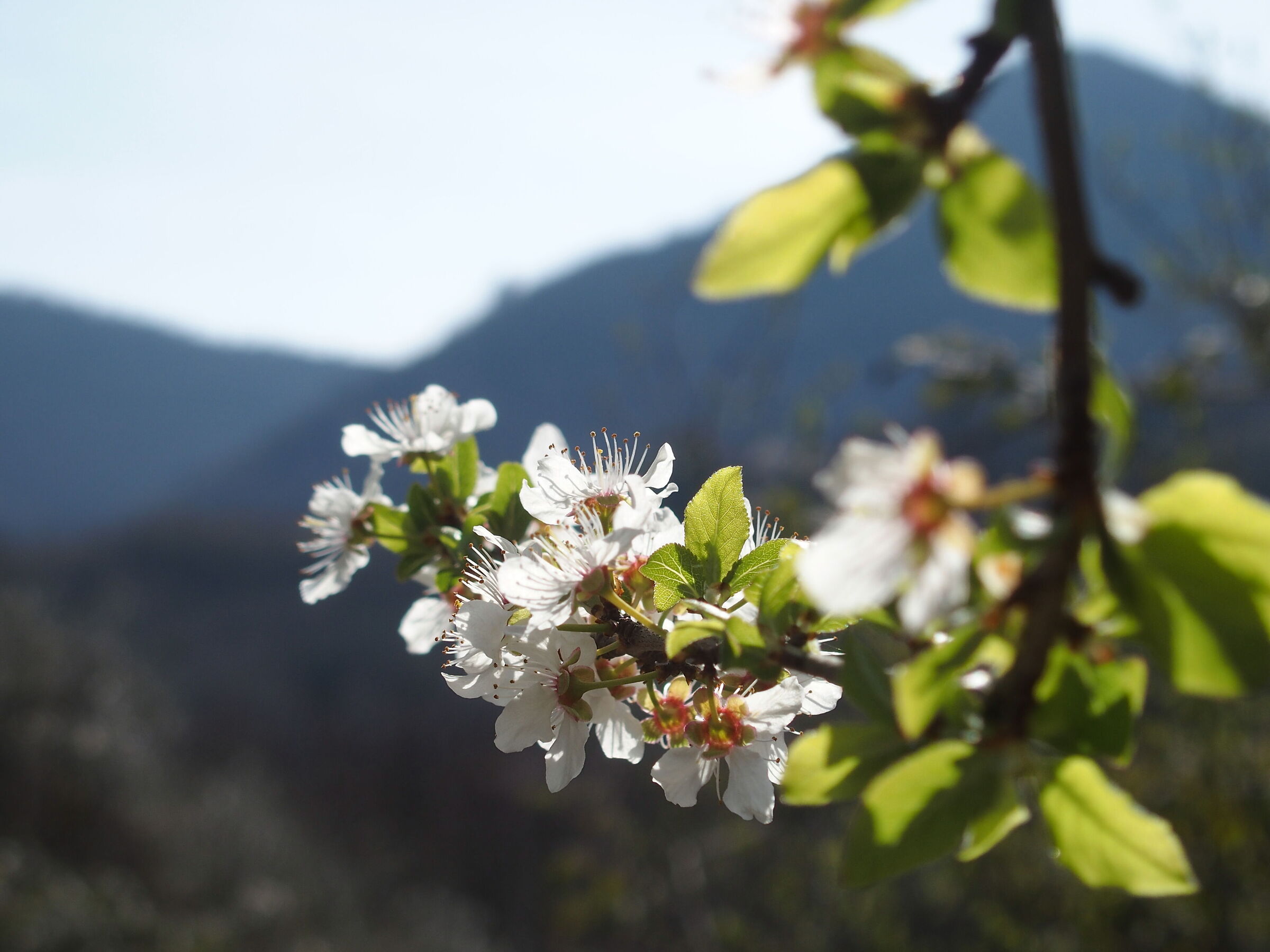 Fiori