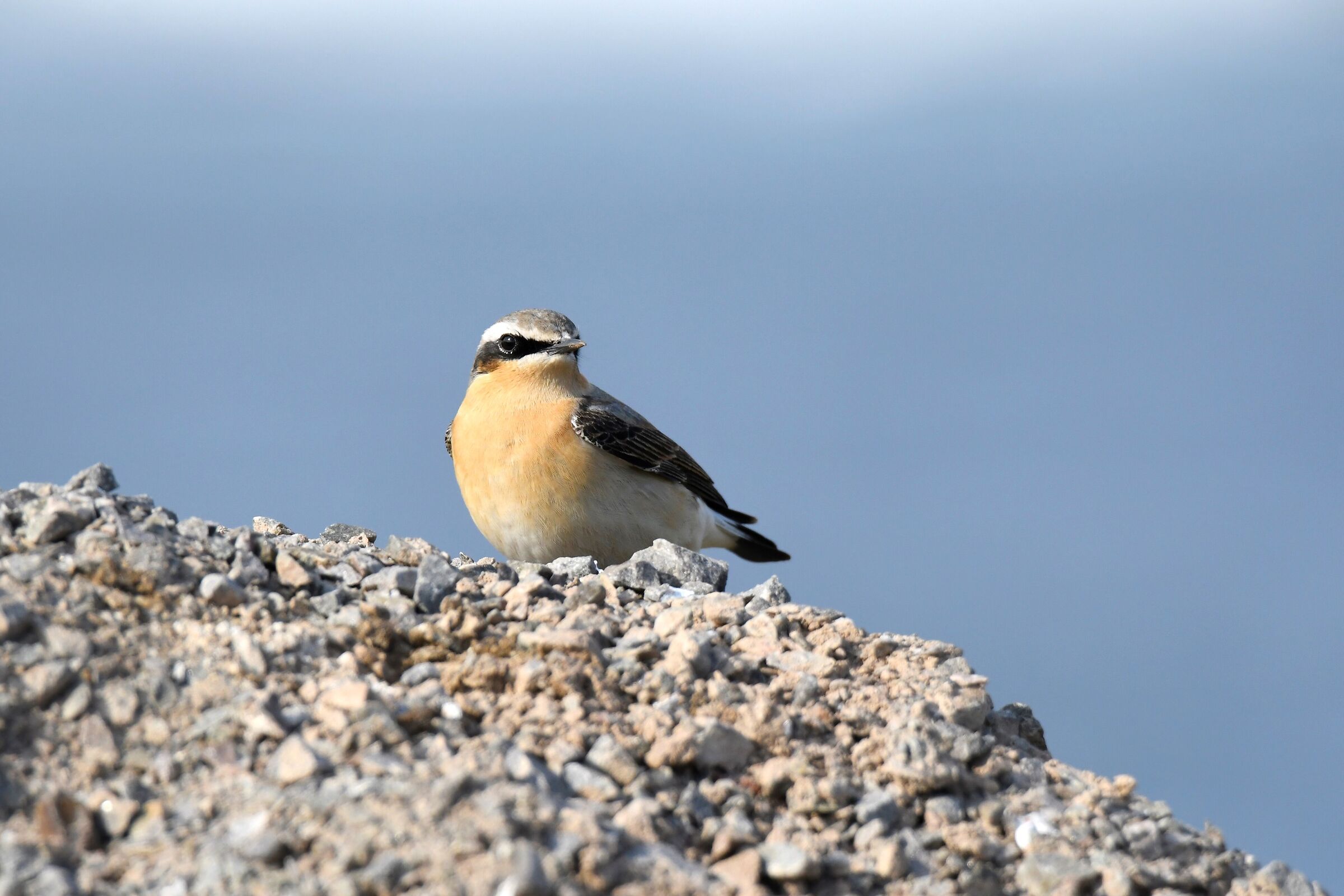 Wheatear (Greenland subspecies)