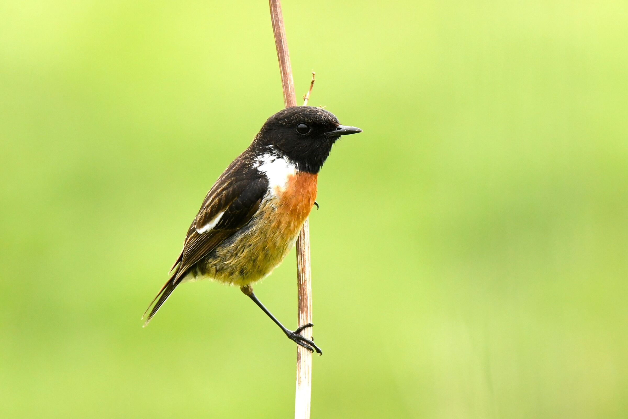 Stonechat