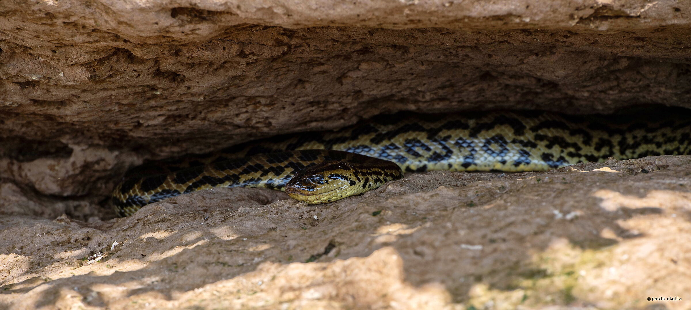 la grande anaconda