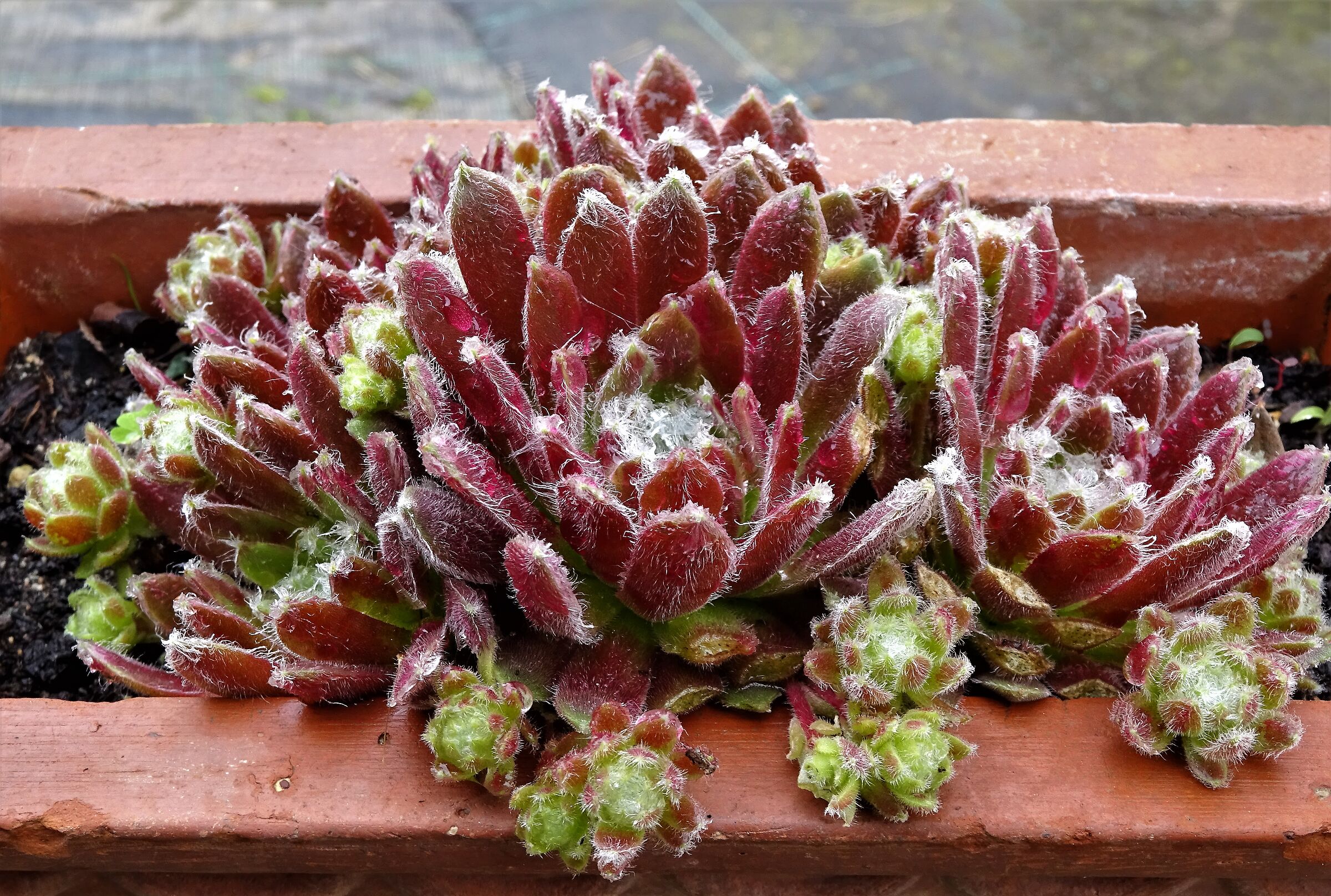 Semprevivo di montagna in vaso