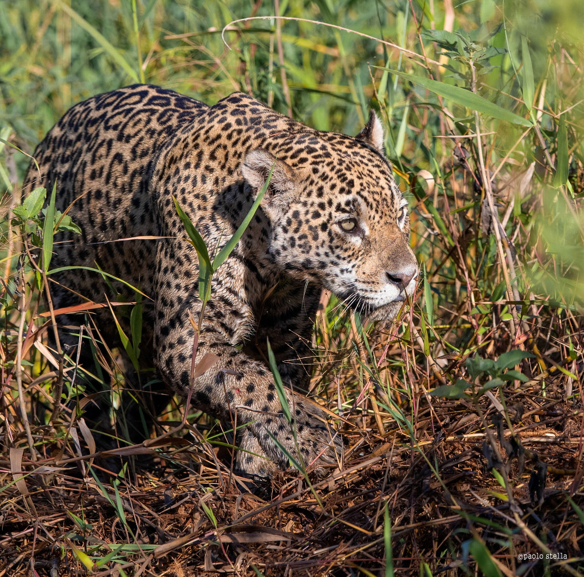 hunter