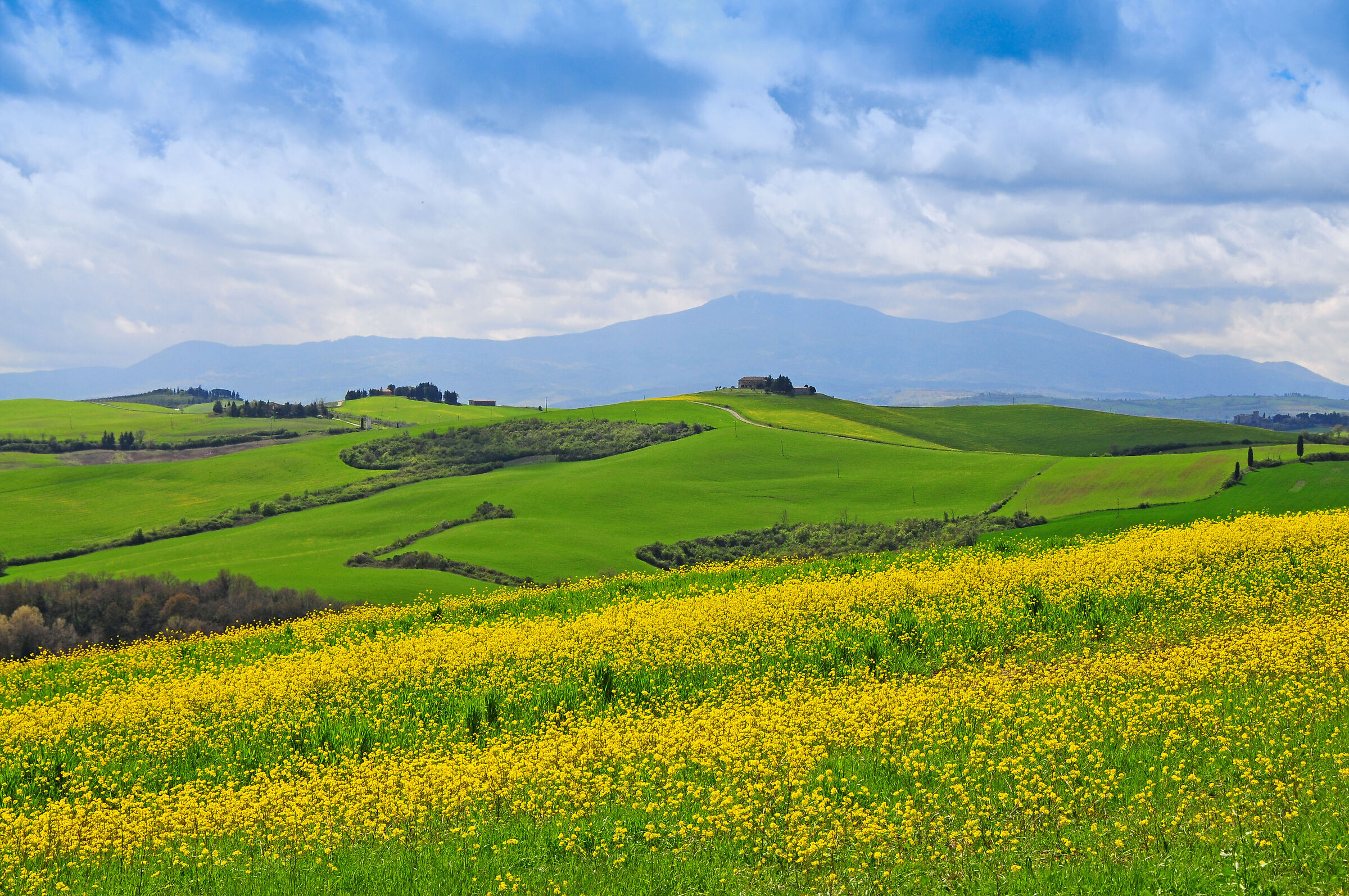 from Ampella
