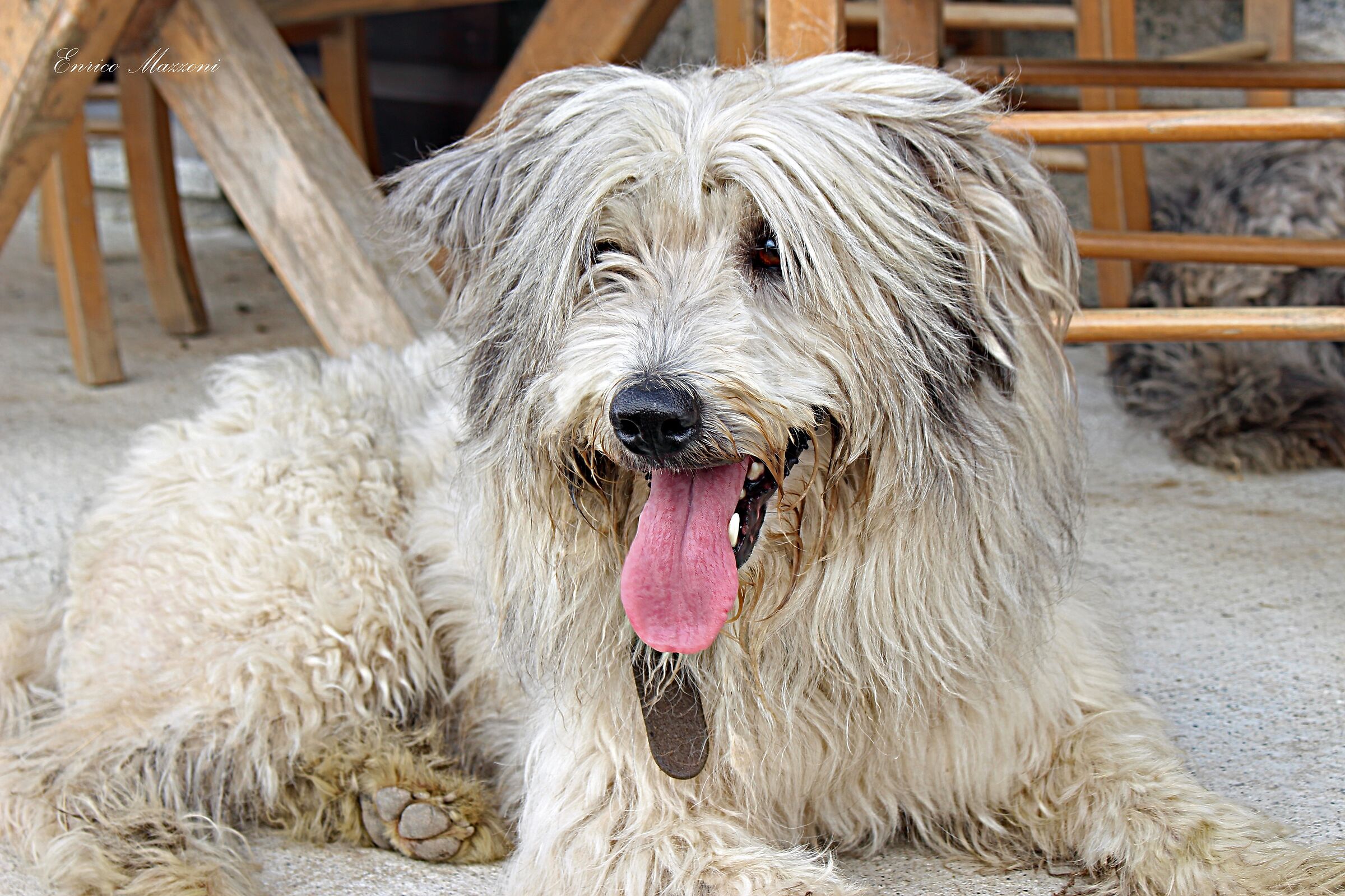 Shepherd dog, Malga Ritorto, Campiglio.