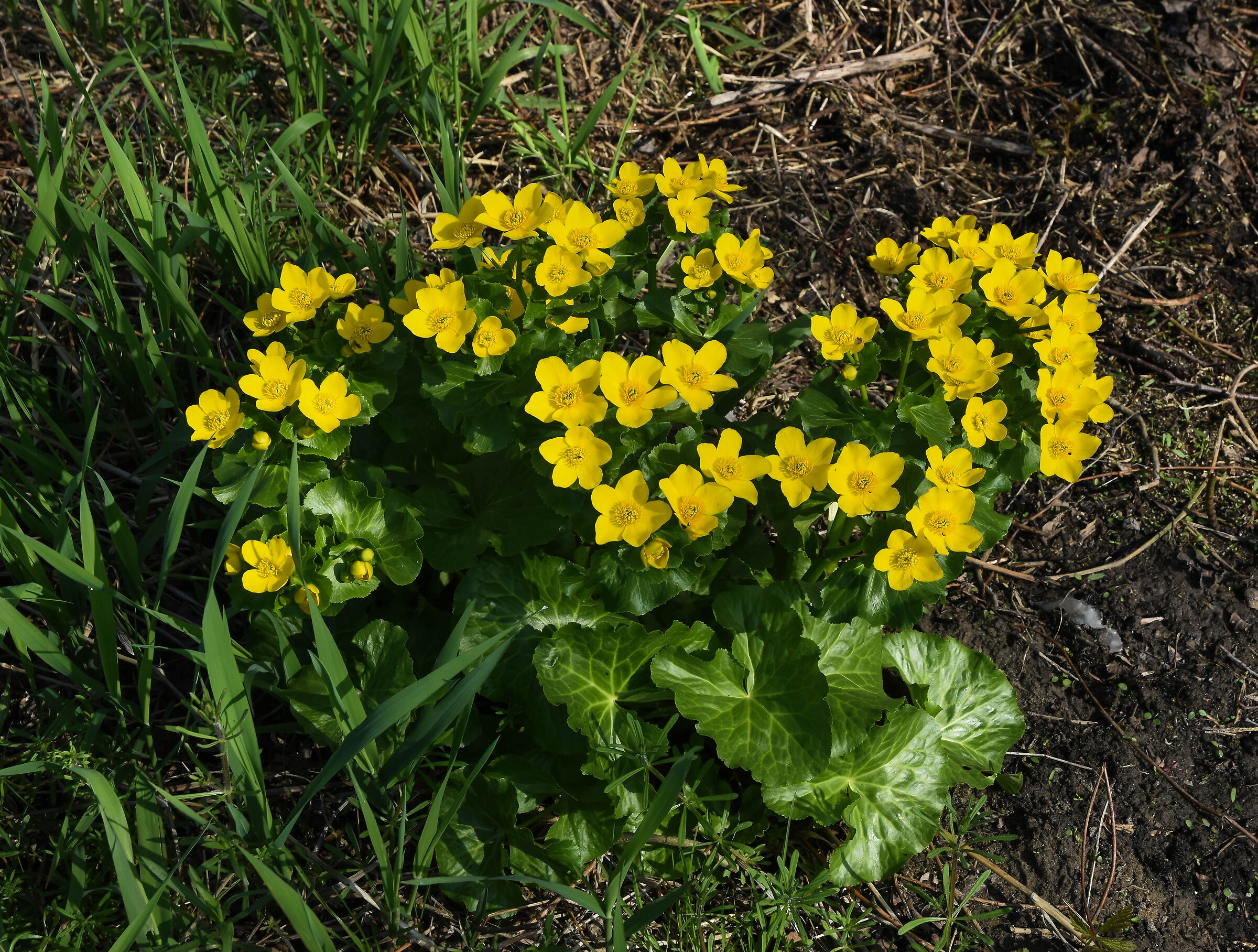 Caltha palustris 3 ·