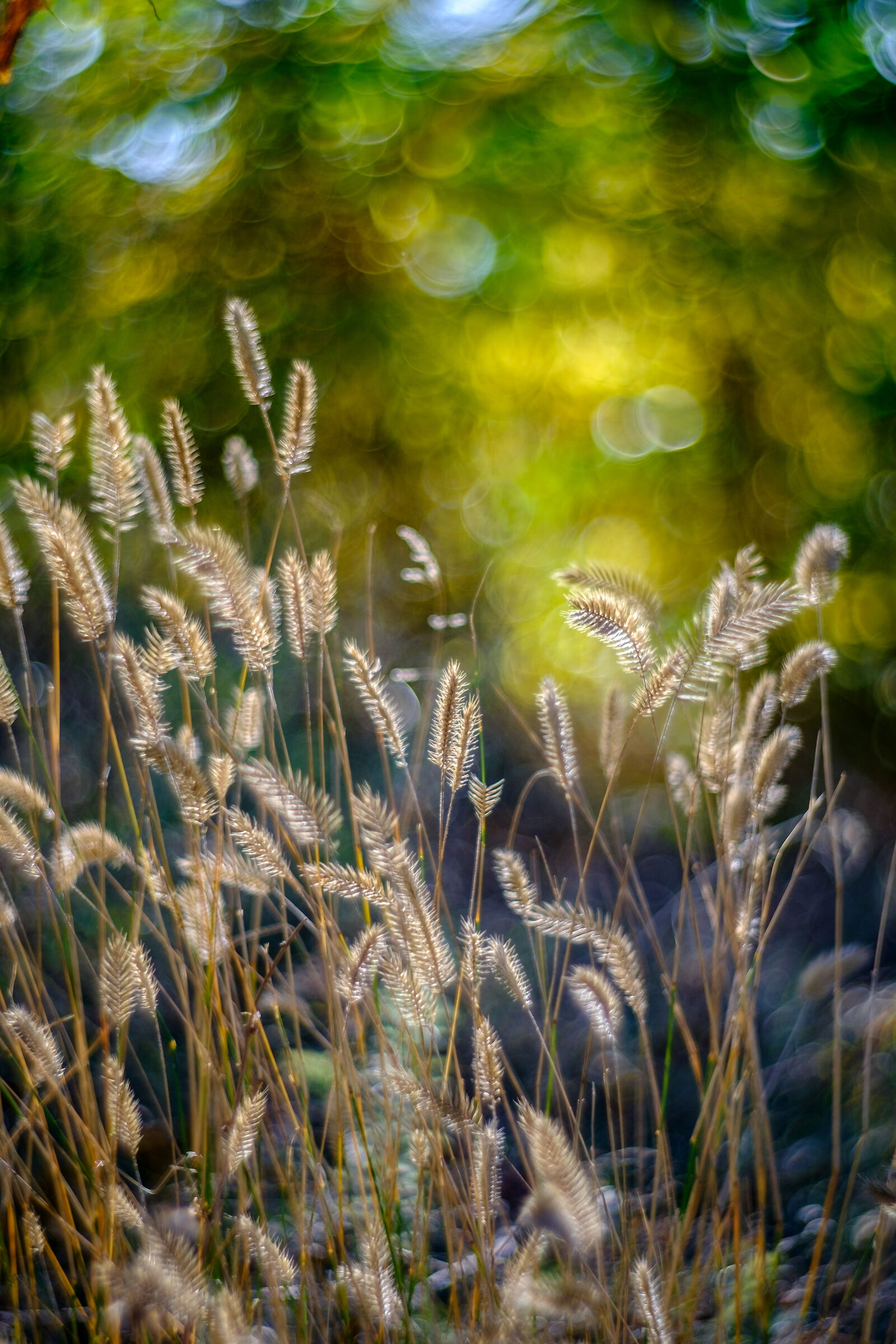 Fujifilm XT-10, Petzval 85mm f 2.2