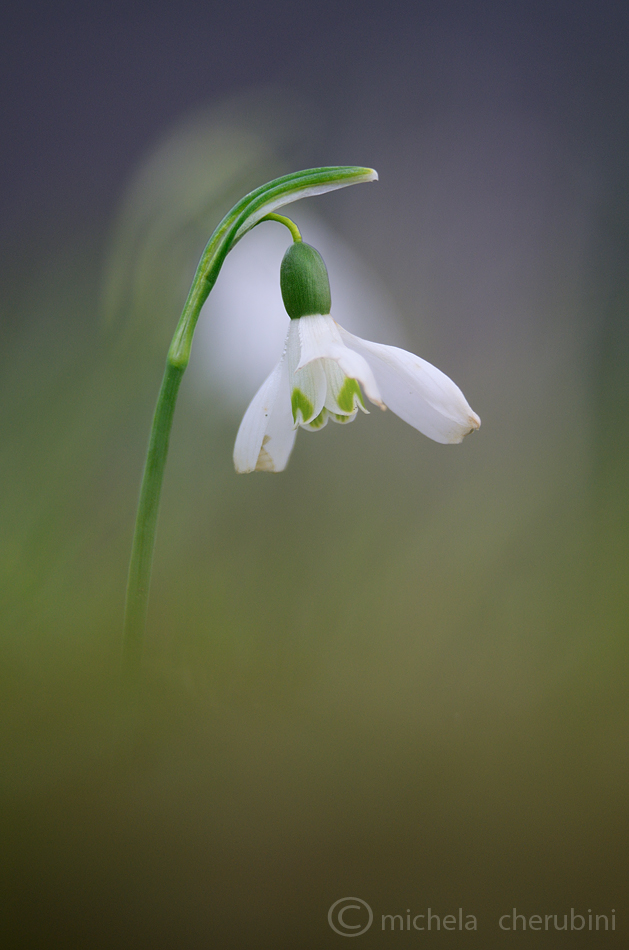 snowdrop