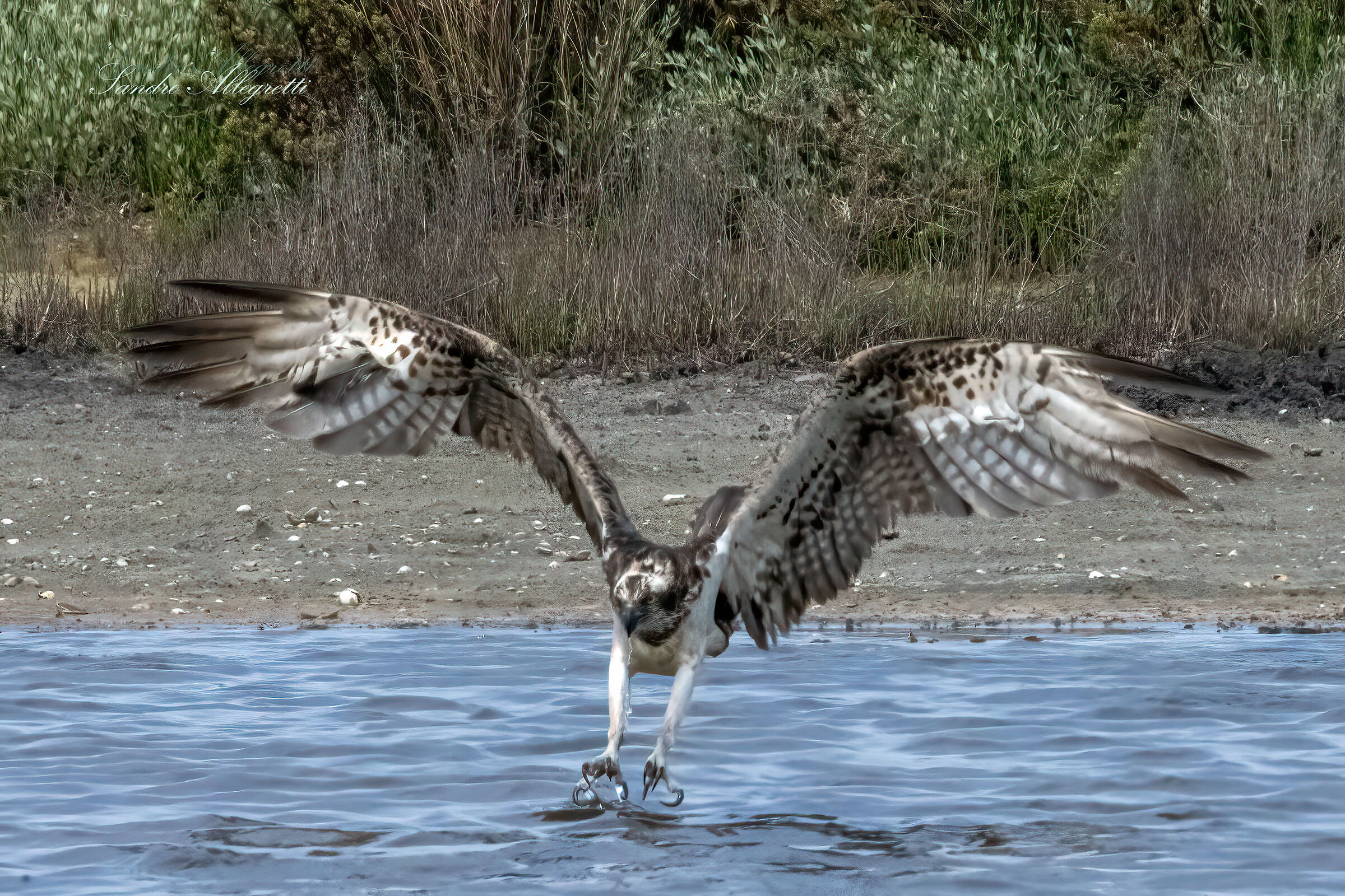 The osprey (Pandion haliaetus)