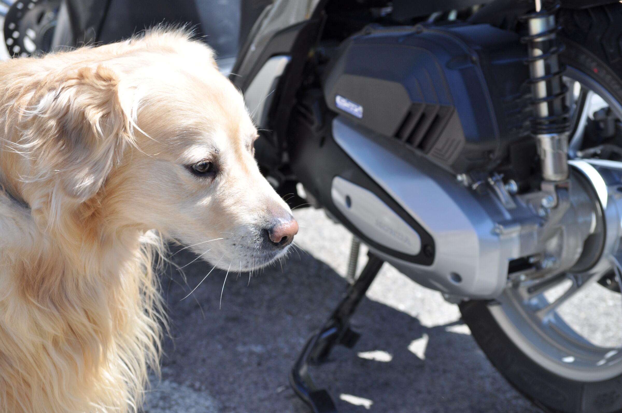 The dog and the motorcycle