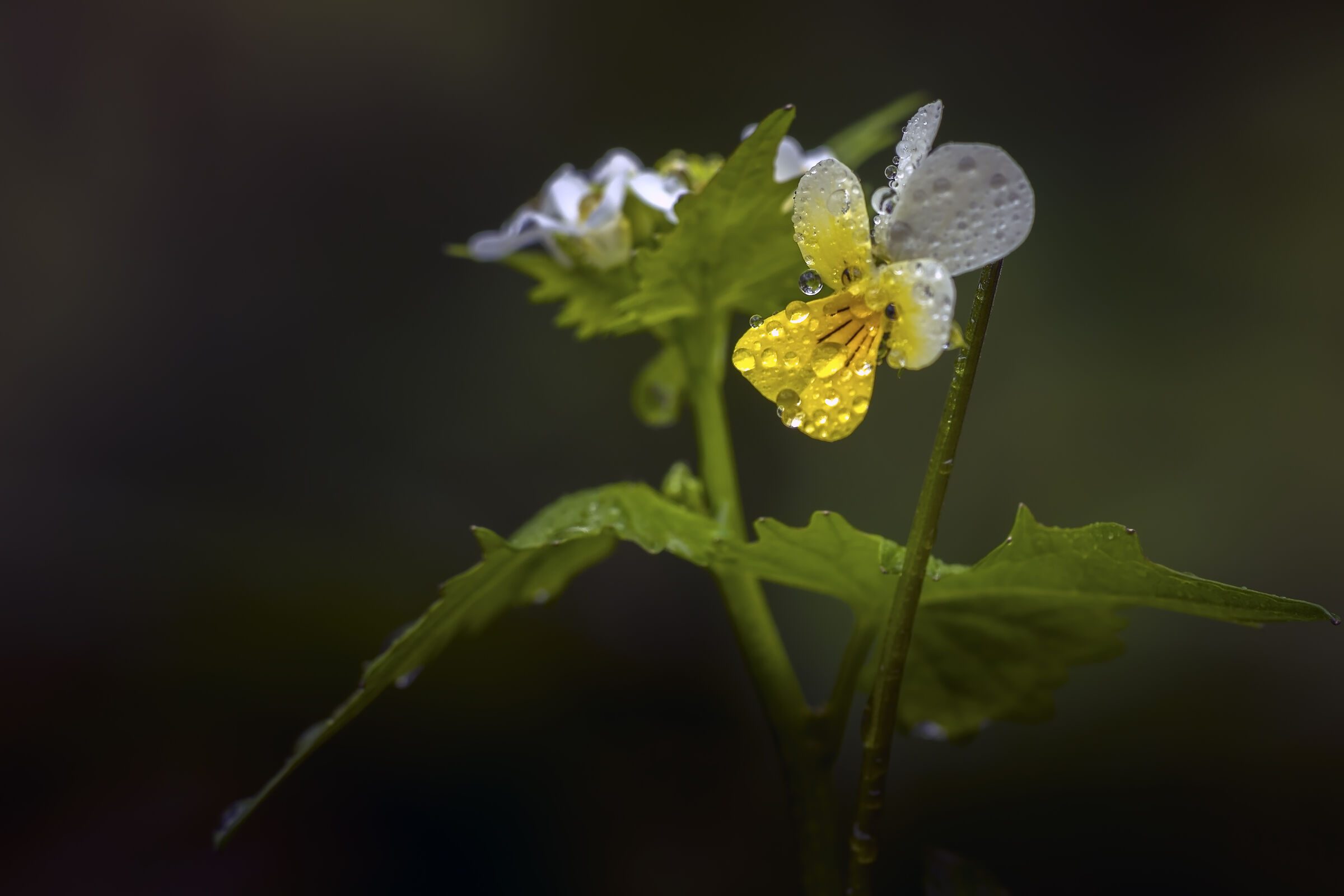 Greetings to all my photographer friends