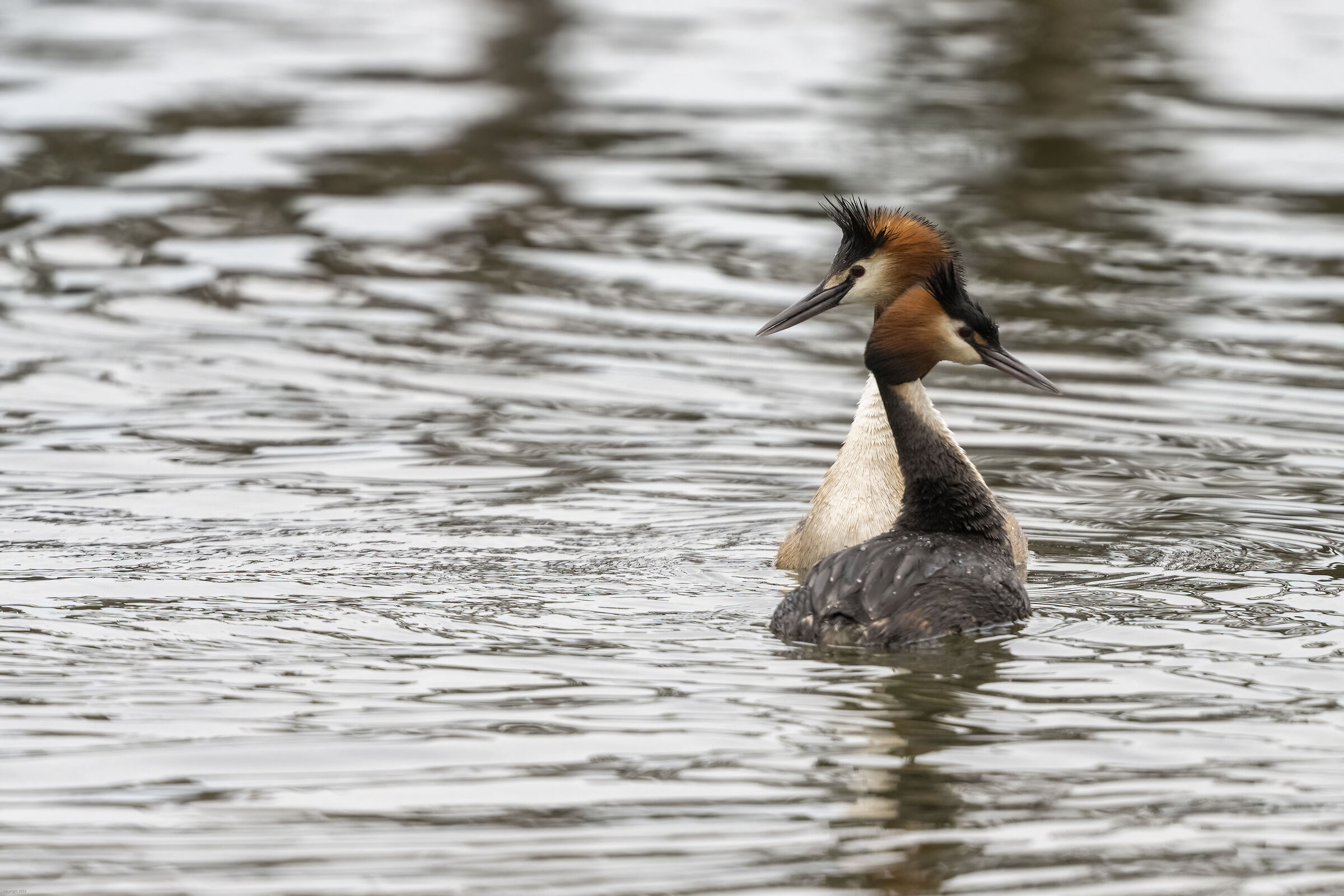 pair of grebes