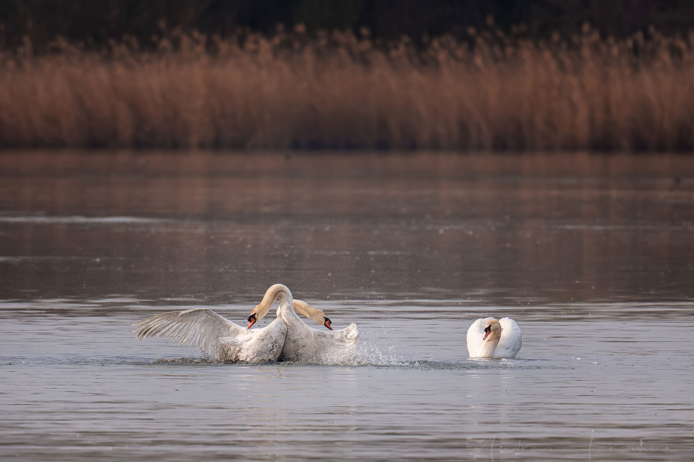 Competing swans
