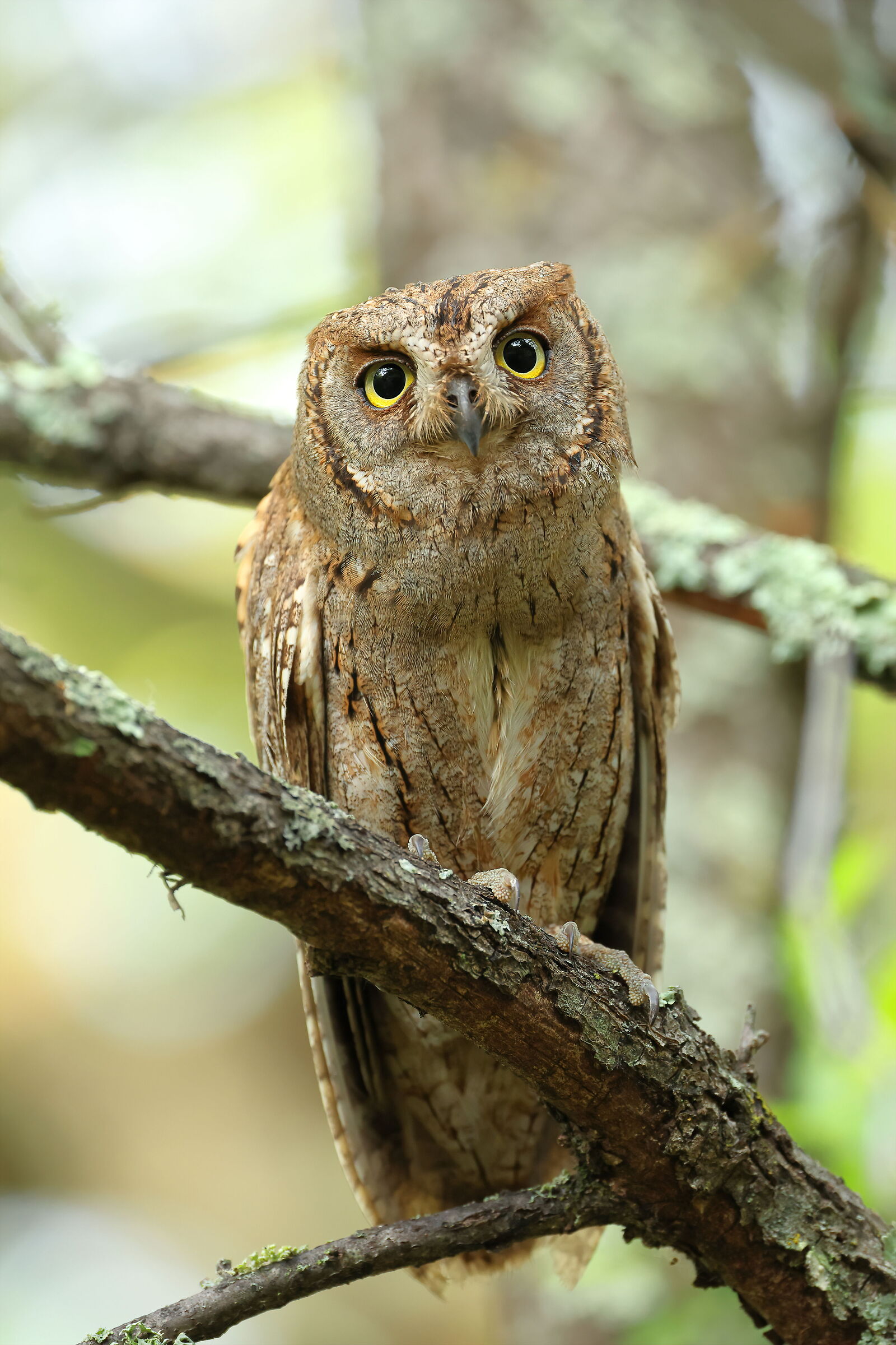 Scops owl