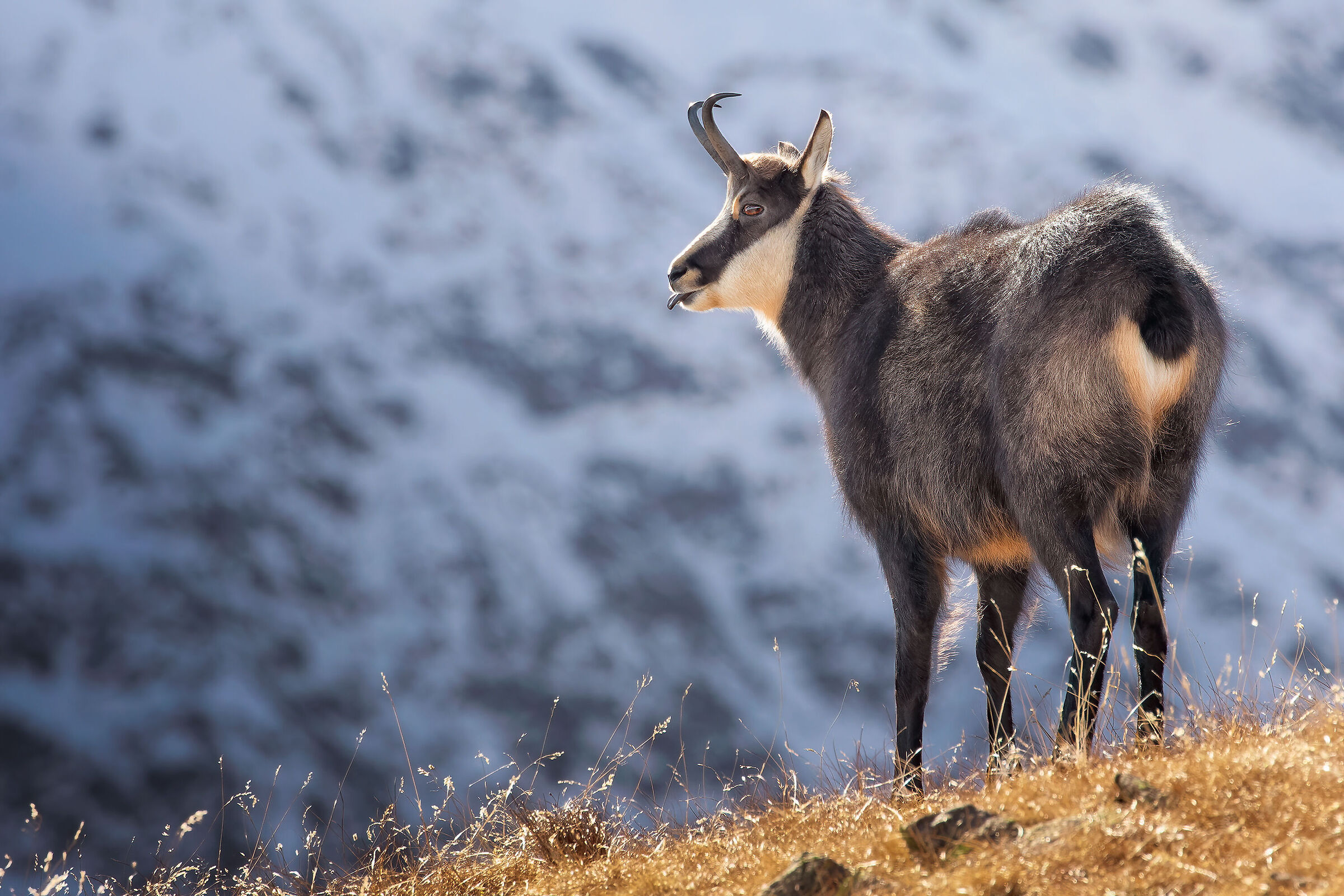 Here someone makes fun of the photographer