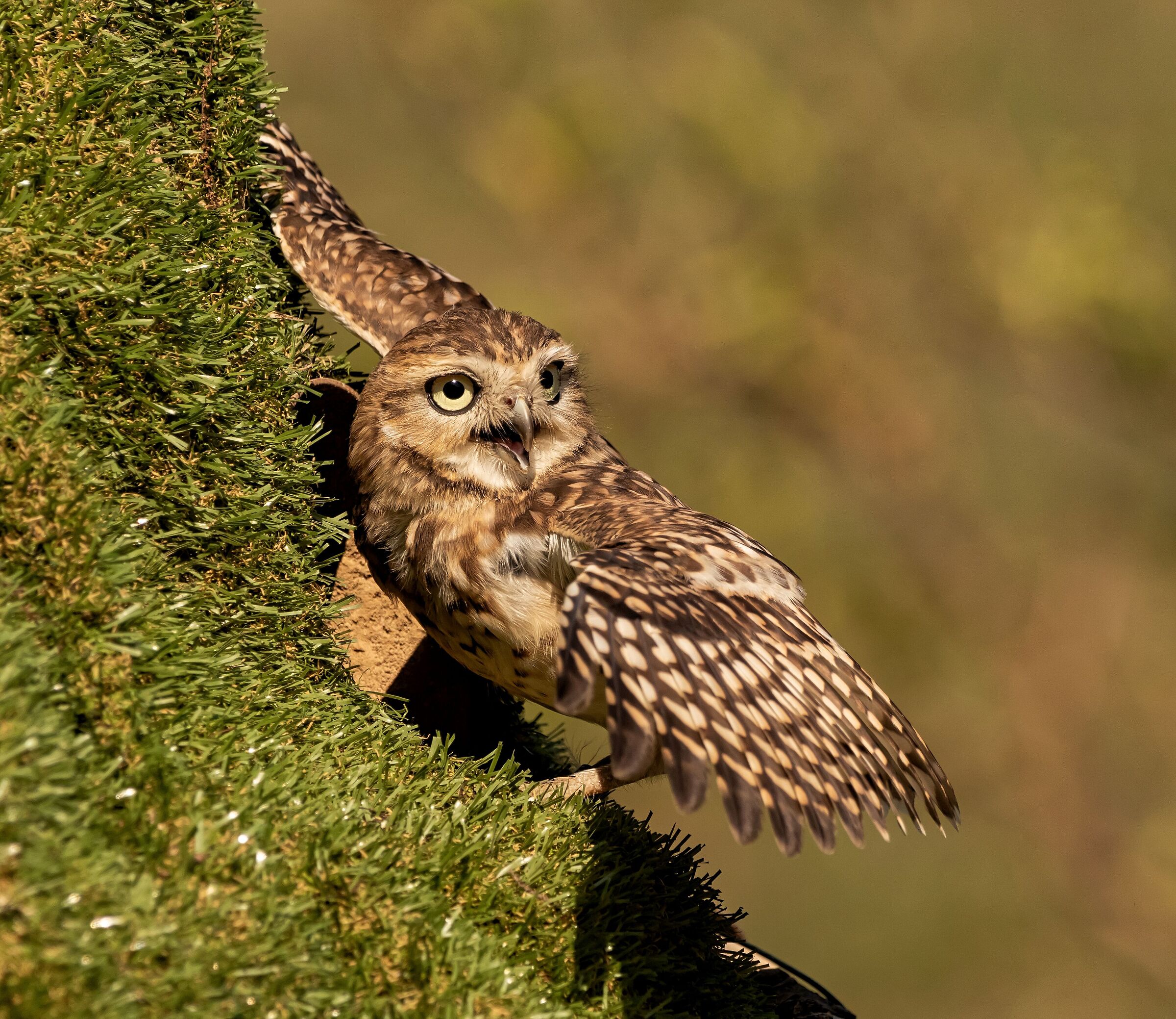 Owl Athene noctua 12/08/2021 Oasi Sant'Alessio (pv)