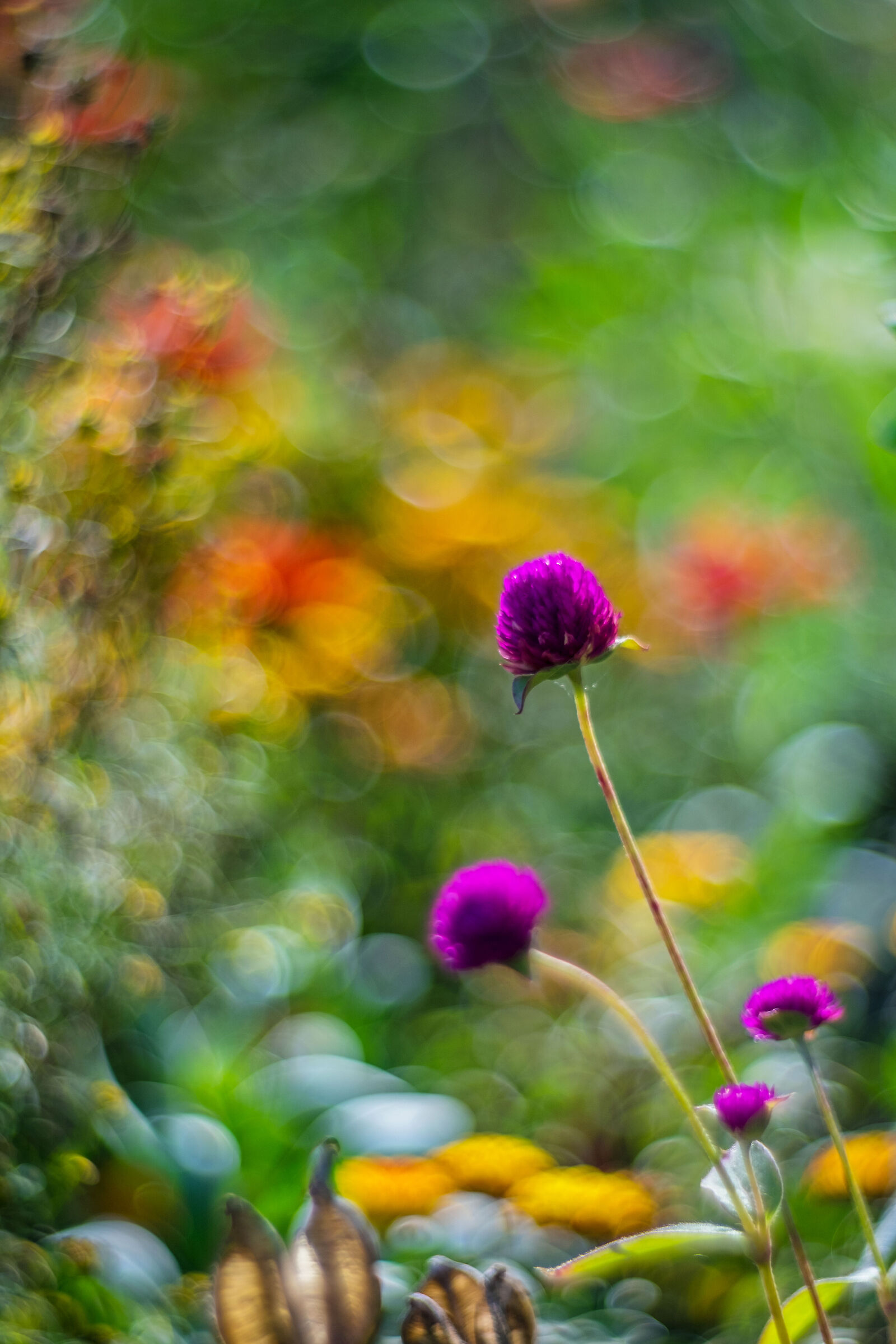 Fujifilm XT-10, Petzval 85mm f 2.2