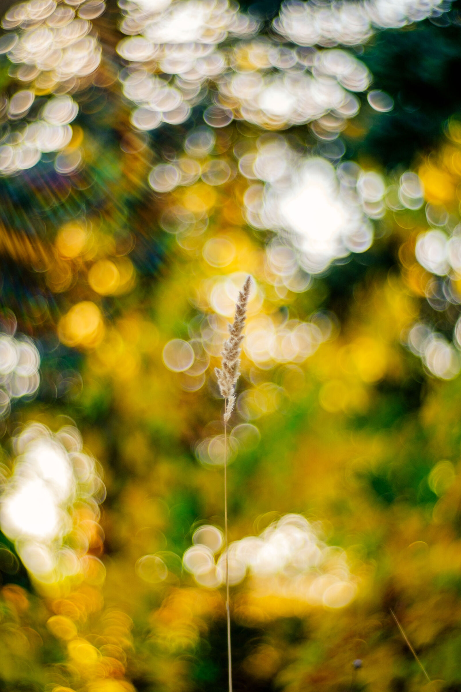 Fujifilm XT-10, Petzval 85mm f 2.2