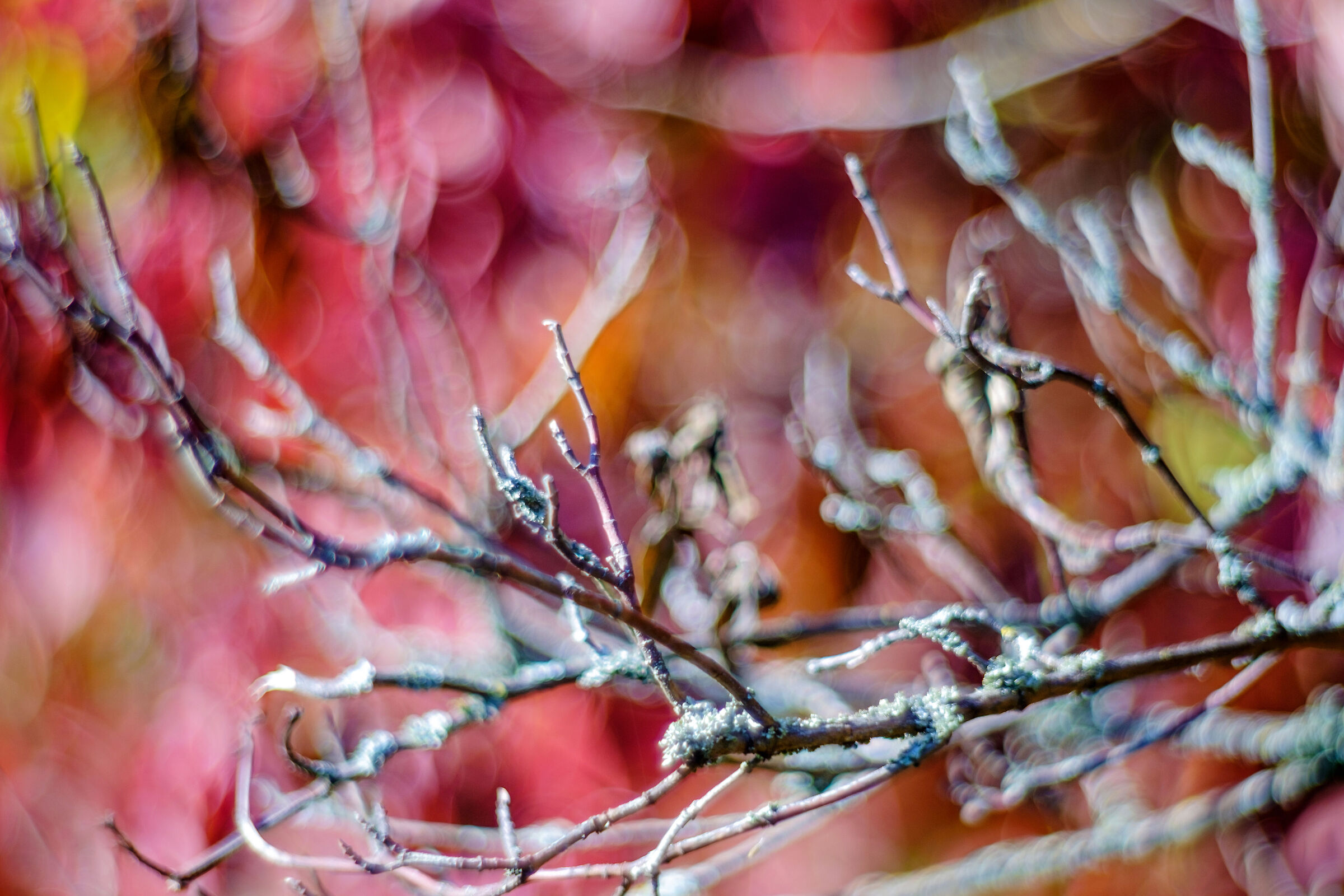 Fujifilm XT-10, Petzval 85mm f 2.2