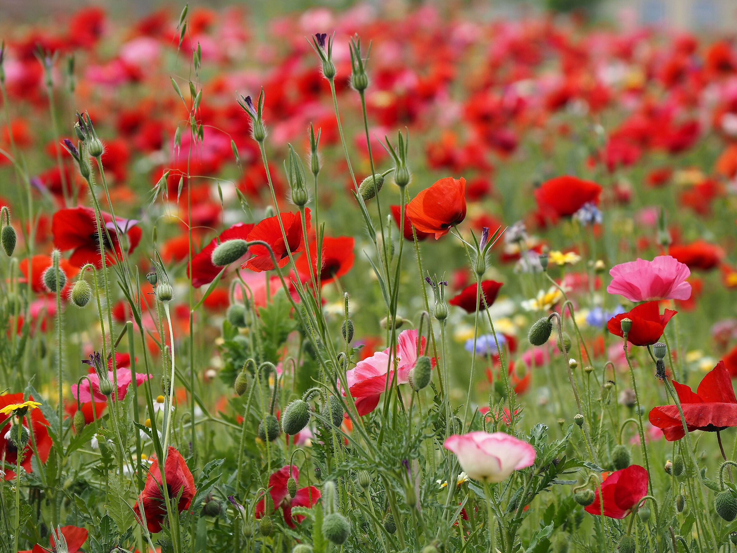 lo sai che i papaveri